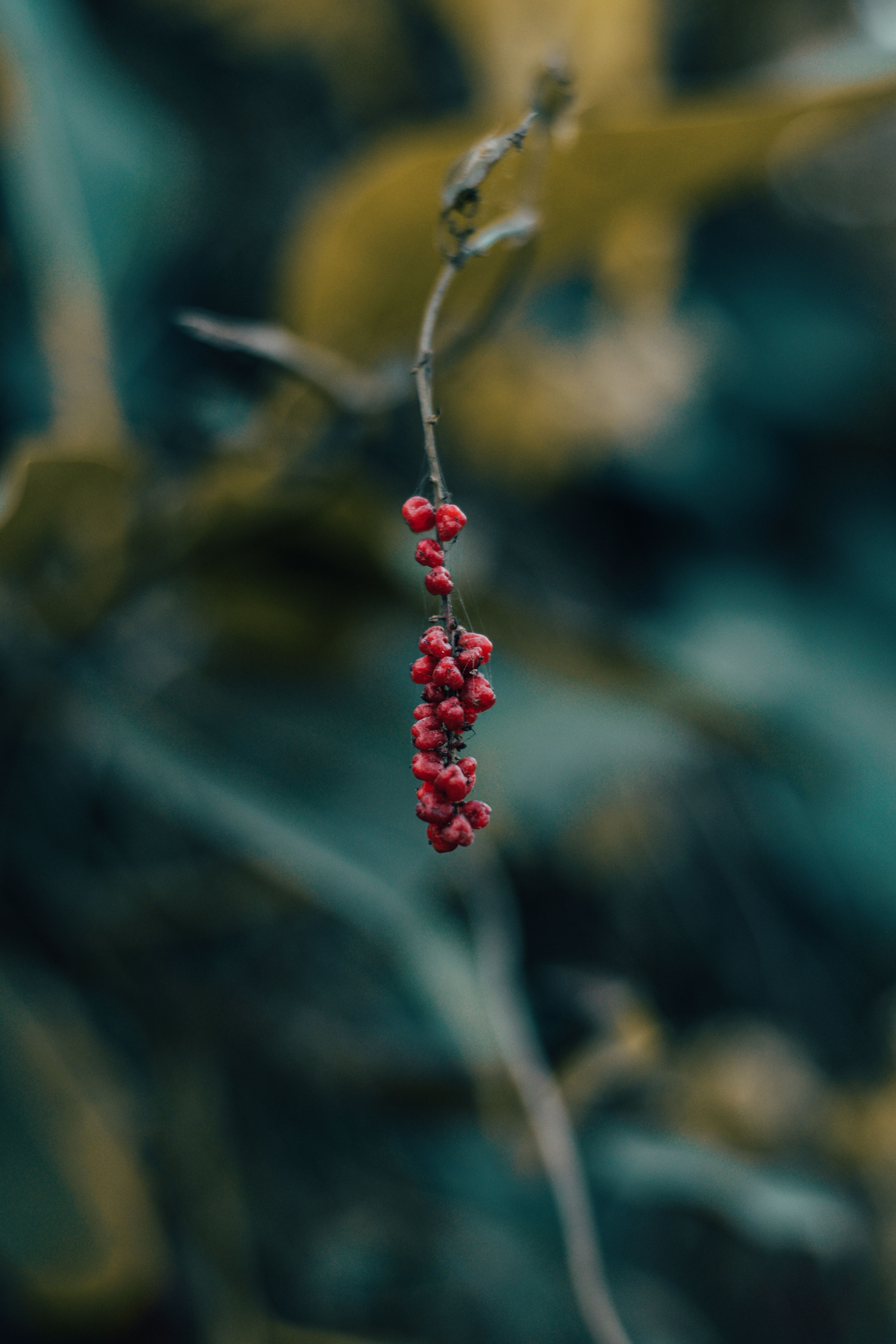 77567 download wallpaper macro, blur, smooth, branch, berry screensavers and pictures for free