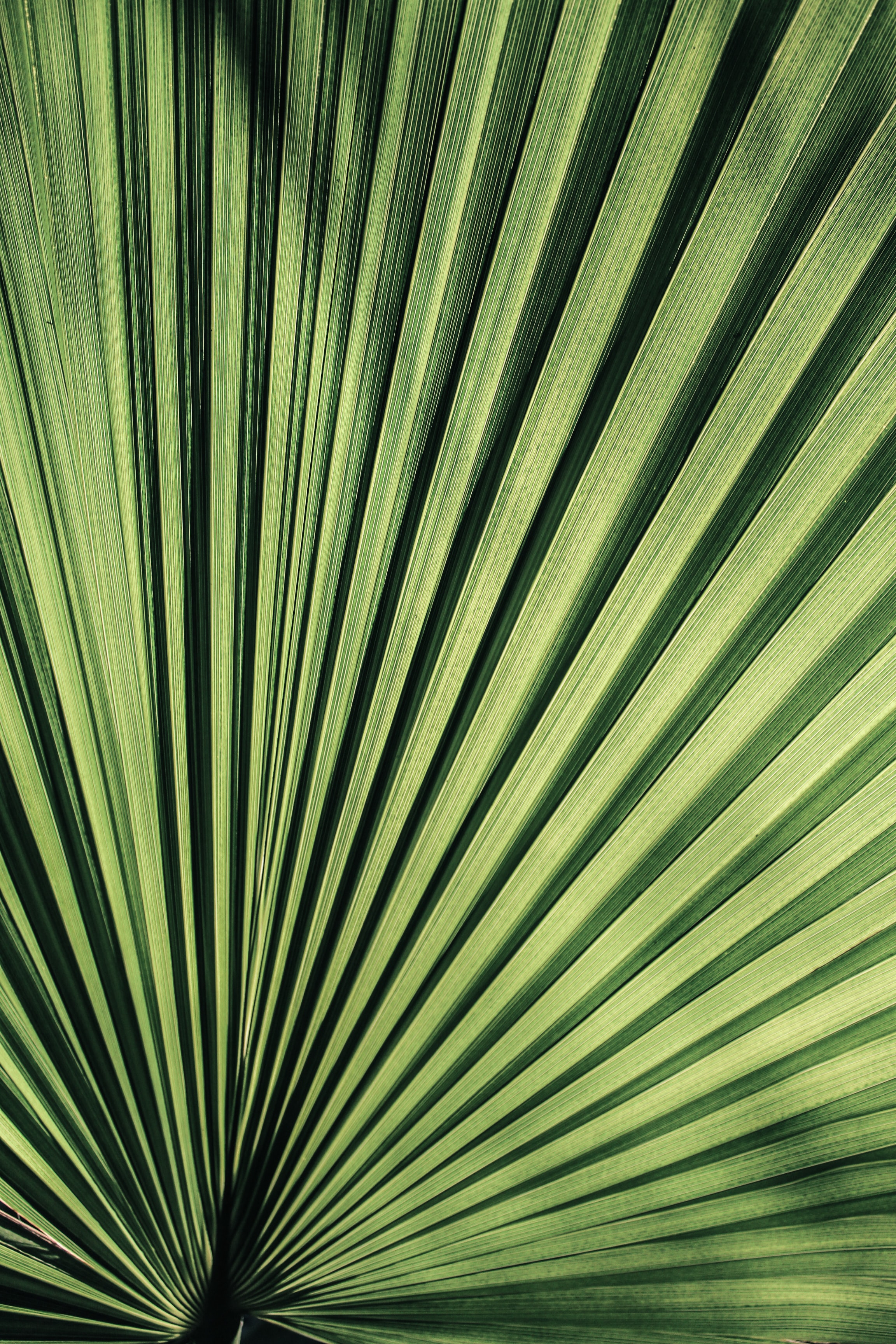 Wallpaper for mobile devices plant, streaks, stripes, leaf