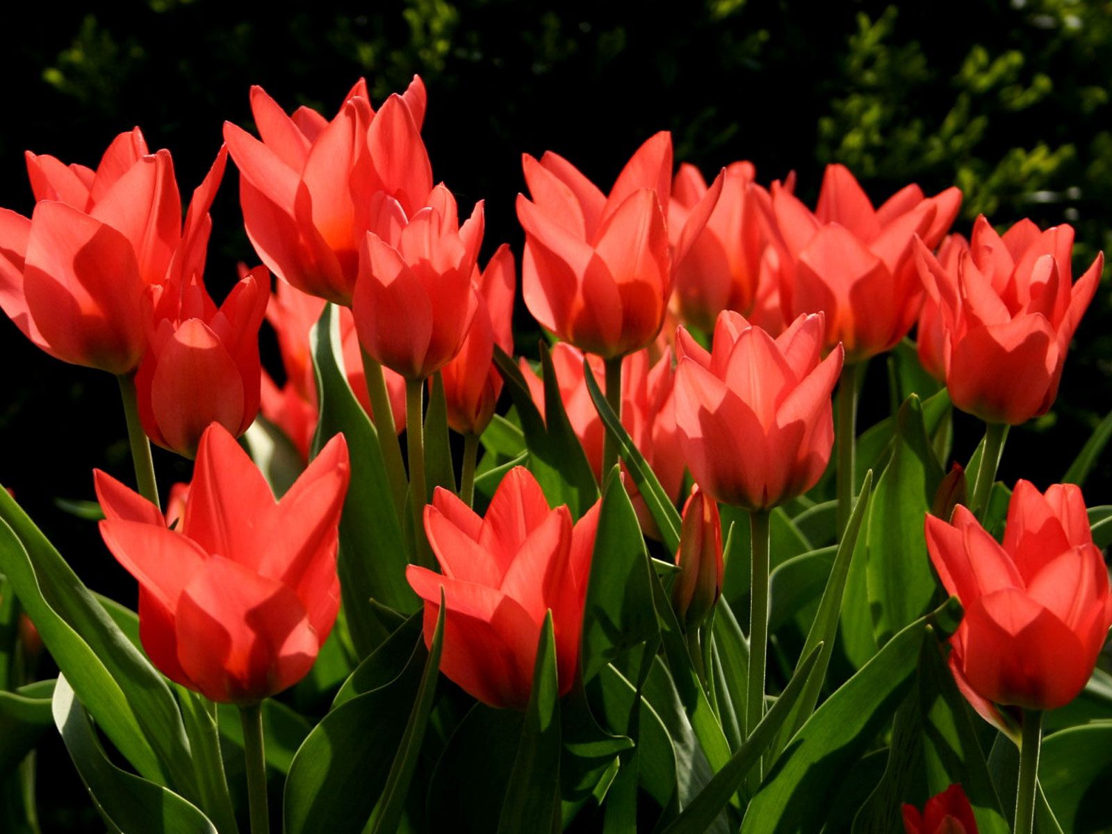 Laden Sie das Tulpen, Blumen, Grüne, Grünen, Aufgelöst, Lose-Bild kostenlos auf Ihren PC-Desktop herunter