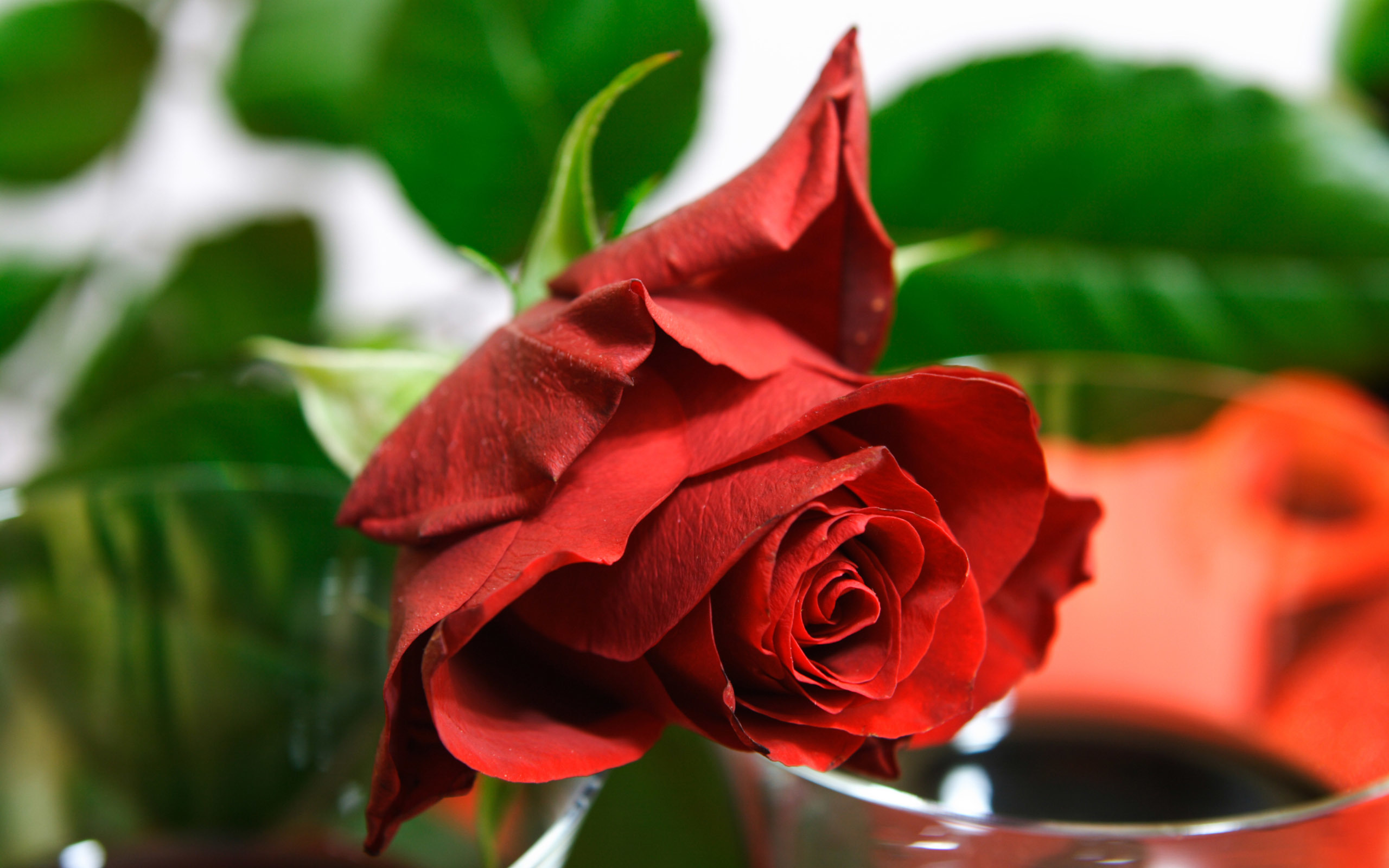43413 Заставки і шпалери Рози на телефон. Завантажити червоний, квіти, рослини картинки безкоштовно