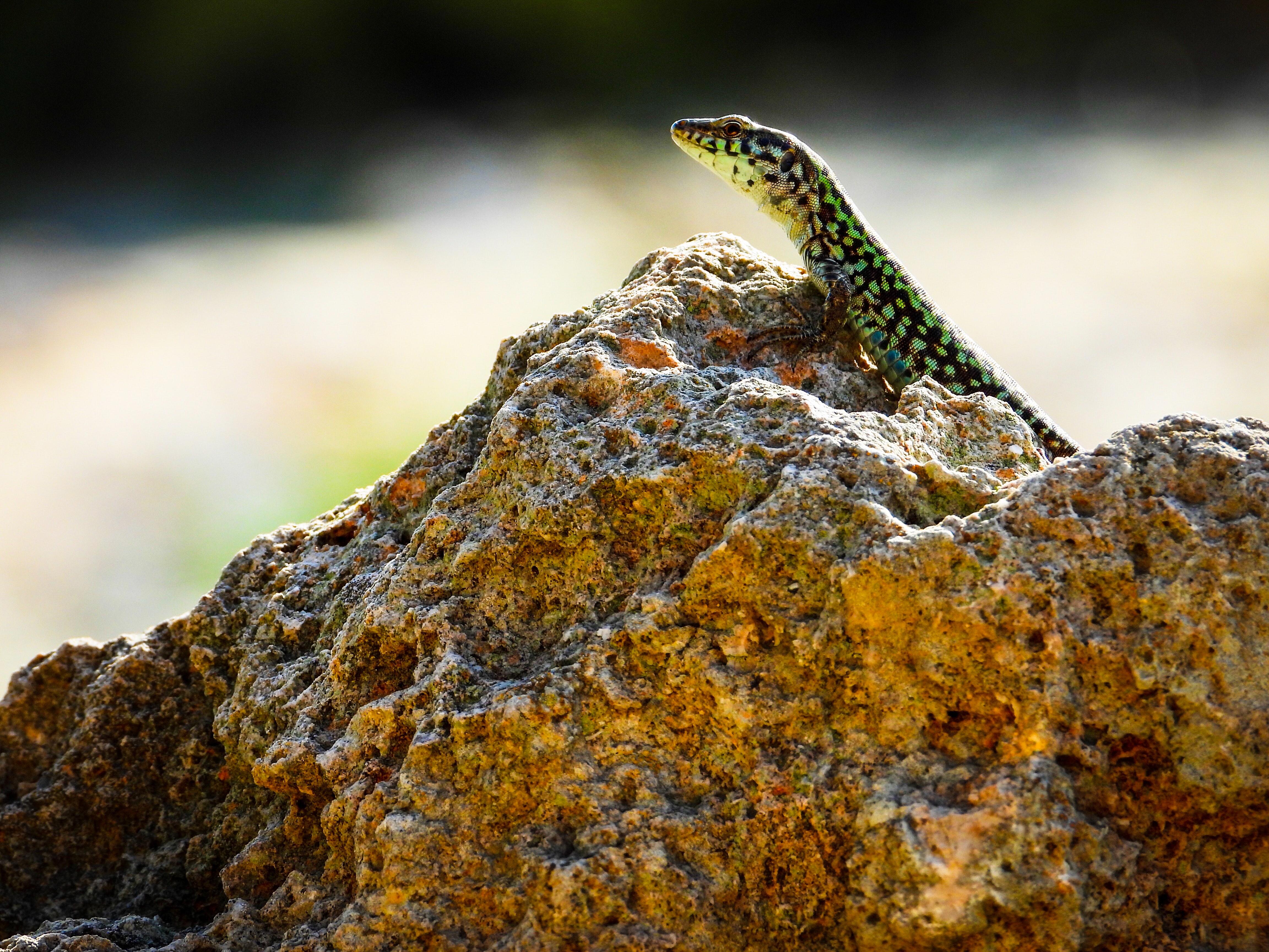 Laden Sie das Tiere, Stein, Eidechse, Reptil, Reptile, Ein Stein, Amphibie, Amphibien-Bild kostenlos auf Ihren PC-Desktop herunter
