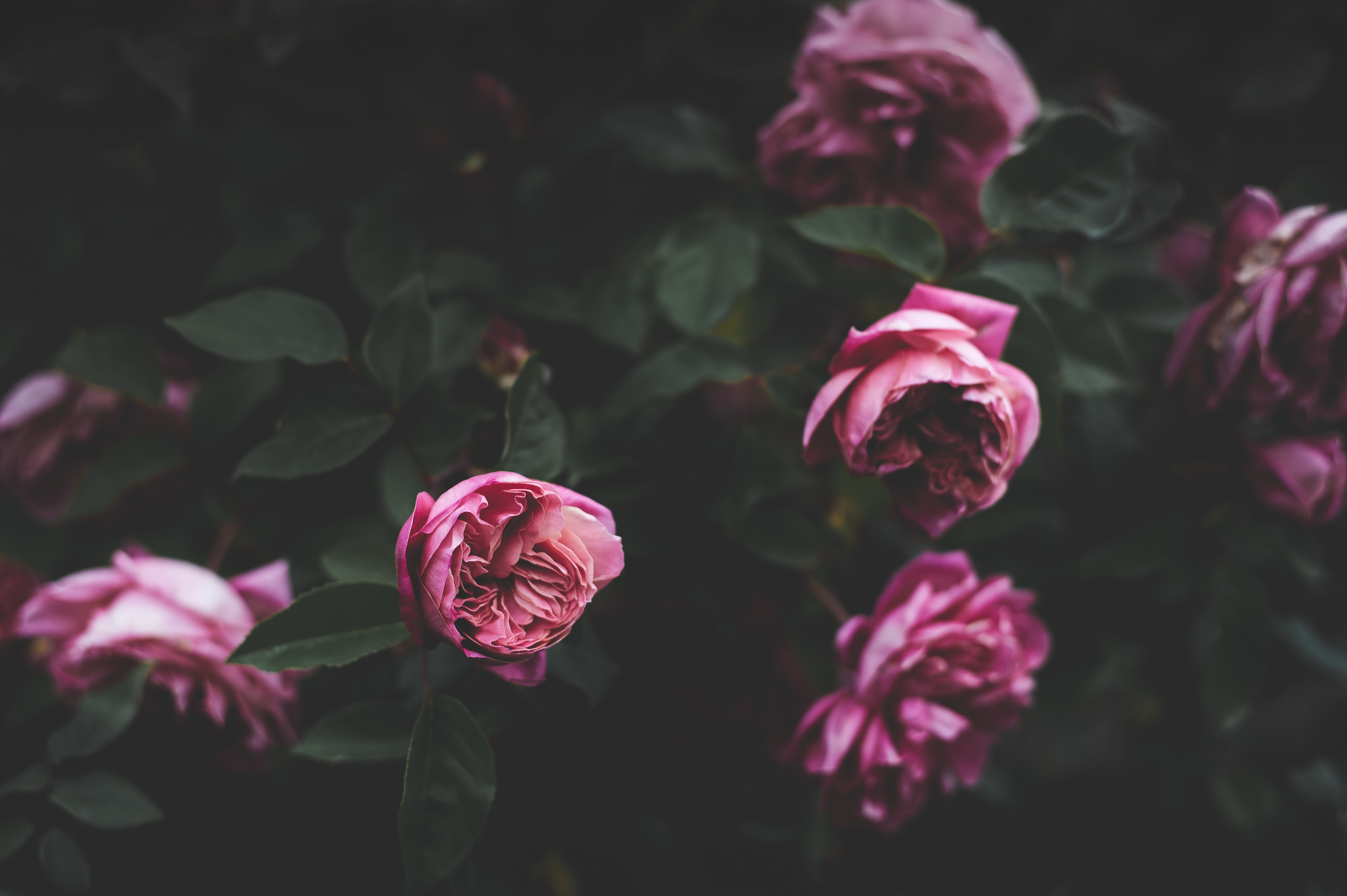 103555 download wallpaper dark, flowers, peonies, bush, buds screensavers and pictures for free