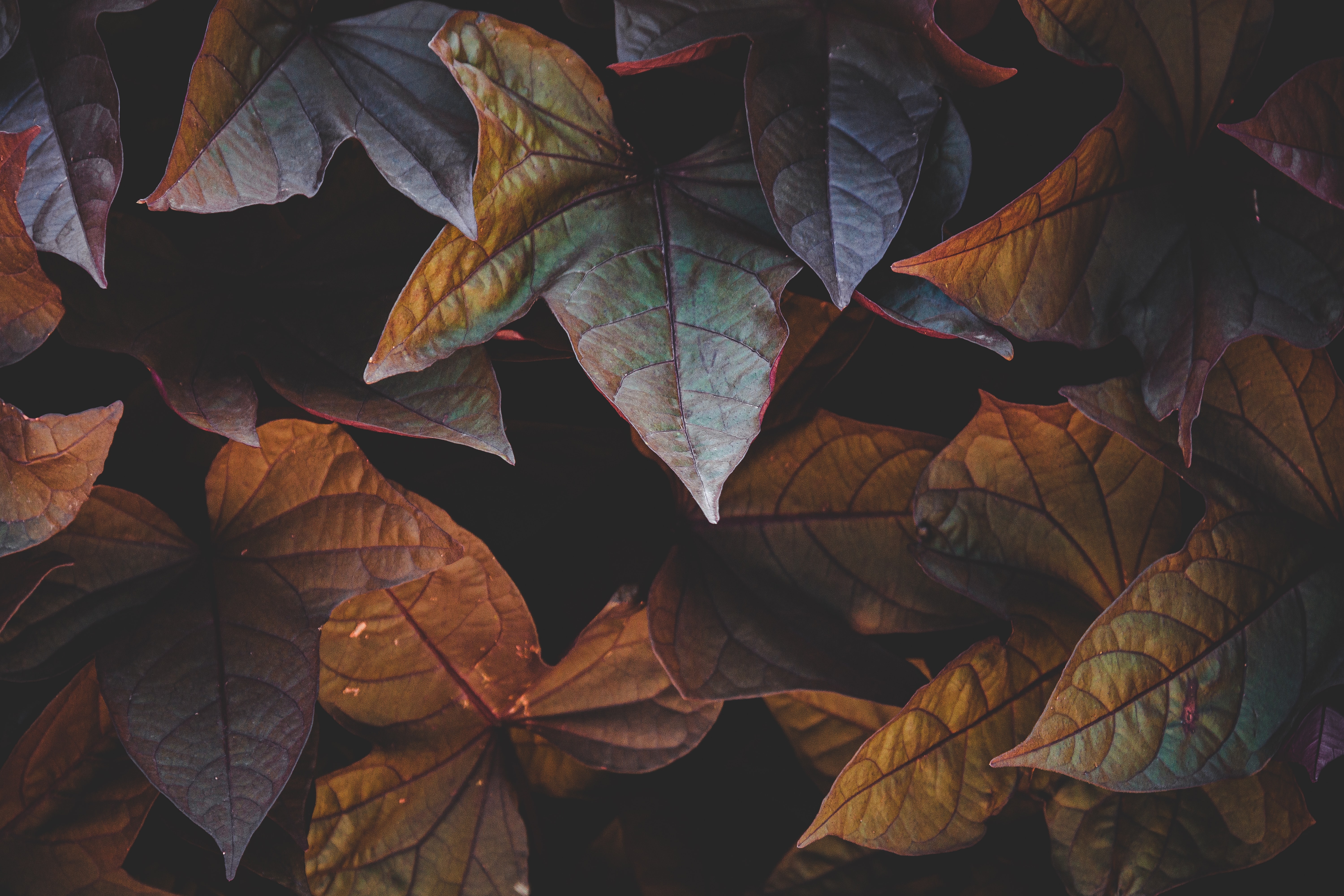 83520 download wallpaper leaves, cinnamon, plant, dark screensavers and pictures for free
