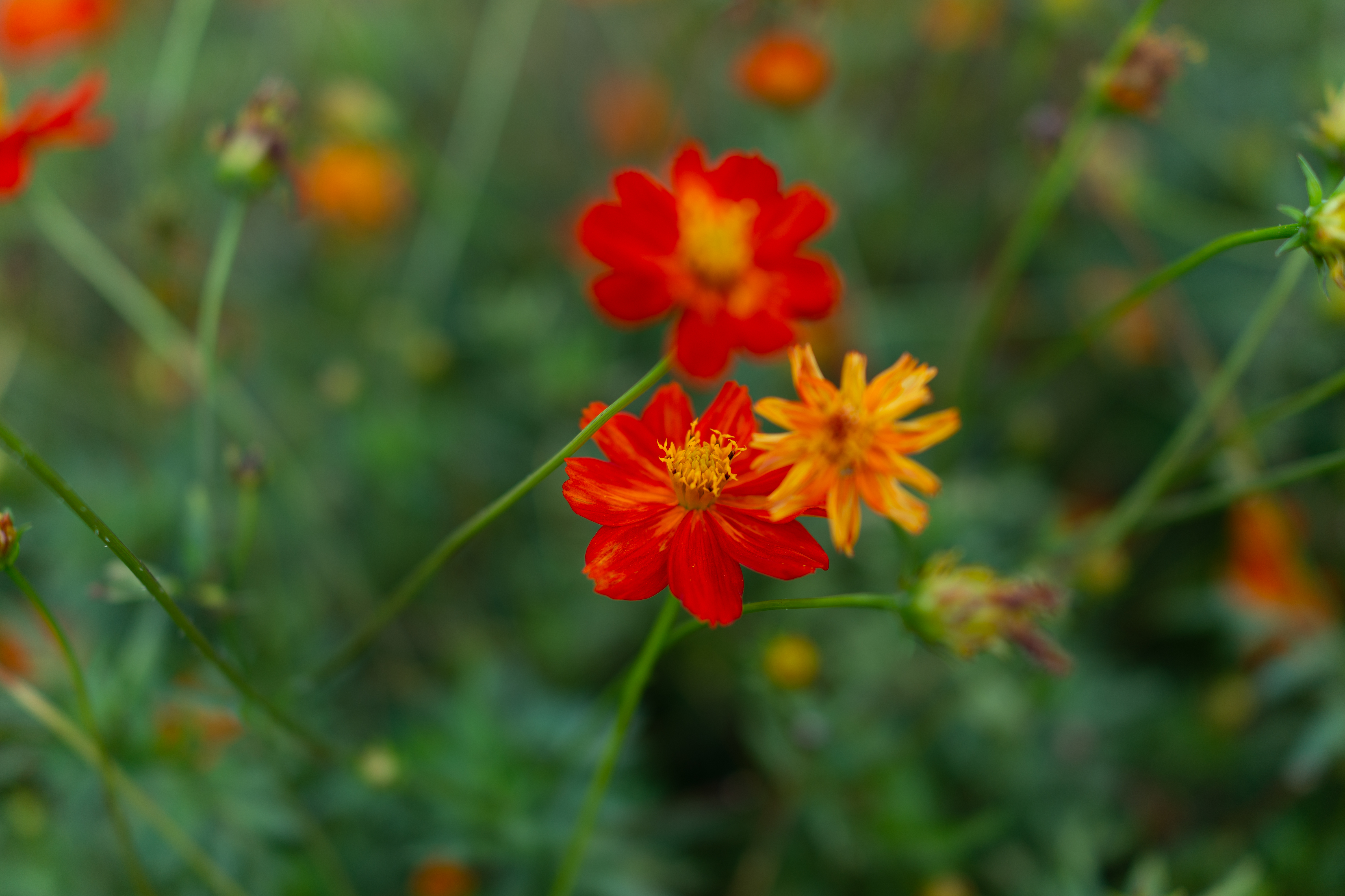 kosmeya, smooth, blur, bloom Wildflowers HD Android Wallpapers