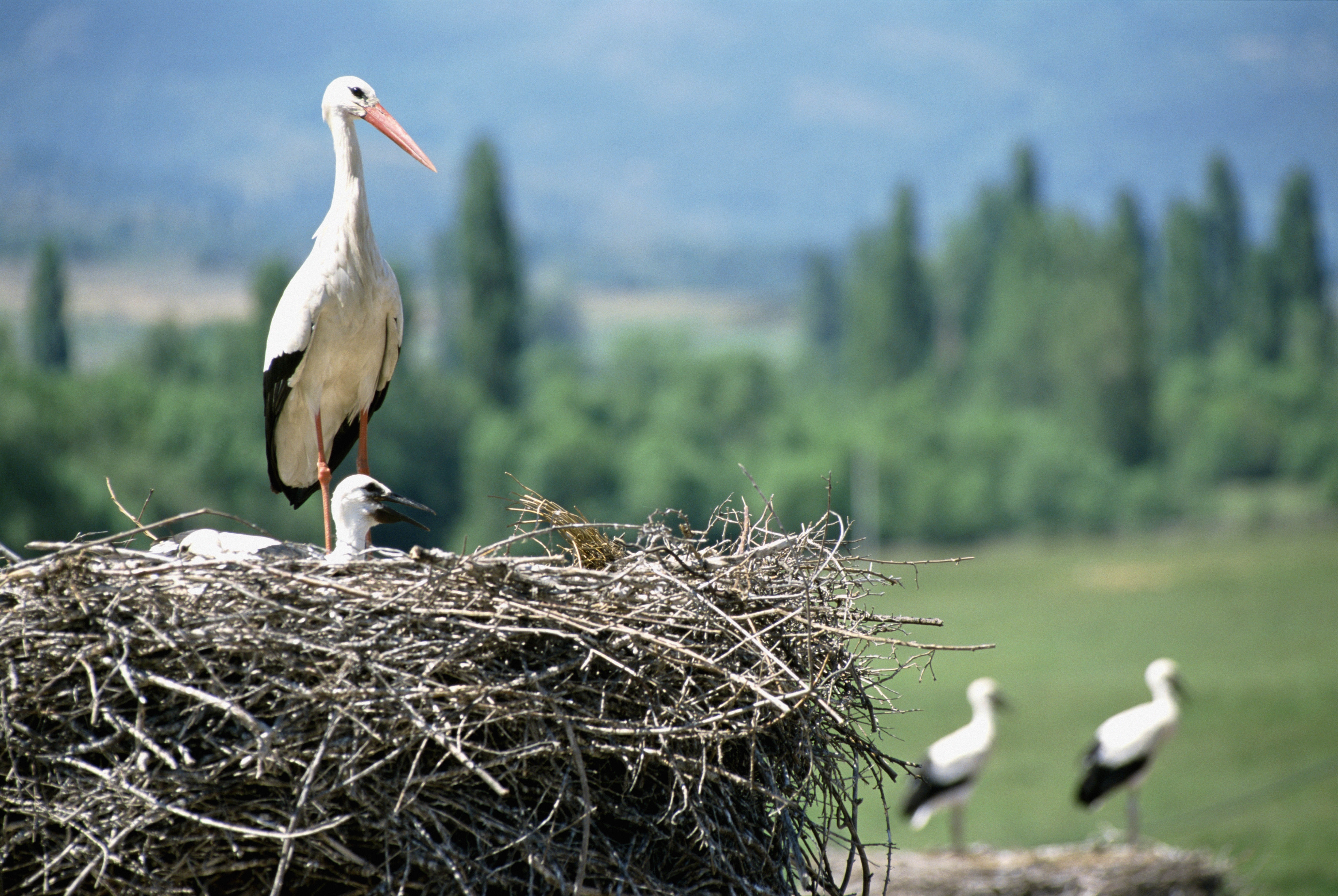 89177 Bild herunterladen tiere, küken, cranes, nest, eingebettet - Hintergrundbilder und Bildschirmschoner kostenlos