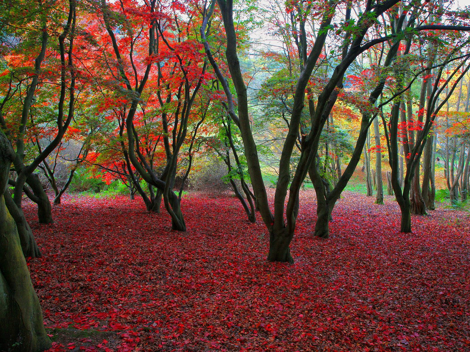 1077150壁紙のダウンロード地球, 秋, 葉, 木-スクリーンセーバーと写真を無料で