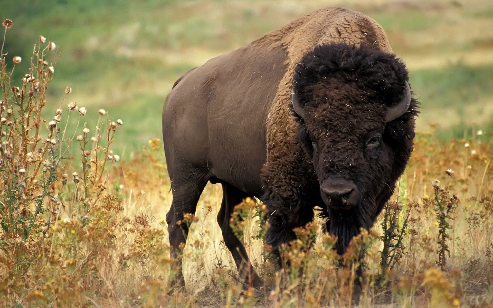 flowers, buffalo, bison, grass 4K iPhone