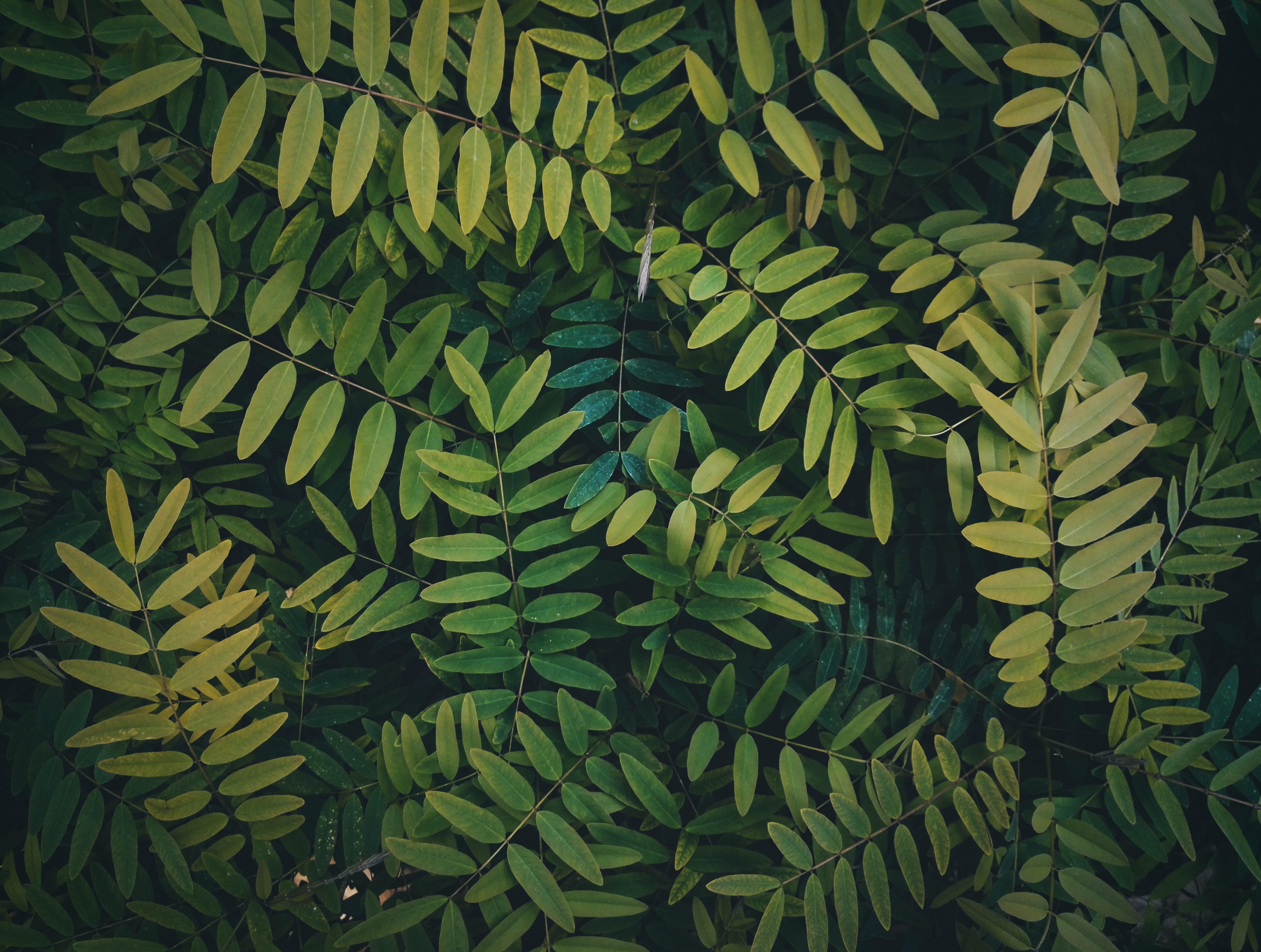Laden Sie das Natur, Blätter, Bush, Pflanze, Geäst, Zweige, Busch-Bild kostenlos auf Ihren PC-Desktop herunter
