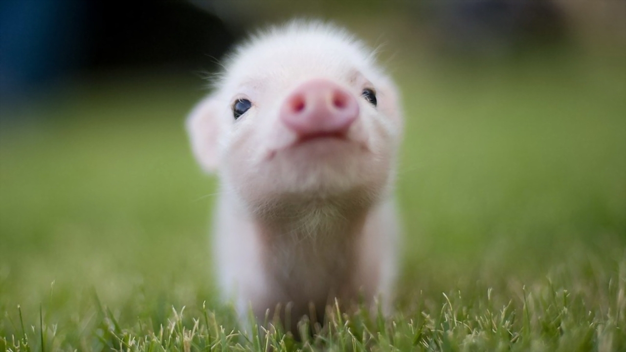 31768 Bildschirmschoner und Hintergrundbilder Schweine auf Ihrem Telefon. Laden Sie tiere Bilder kostenlos herunter