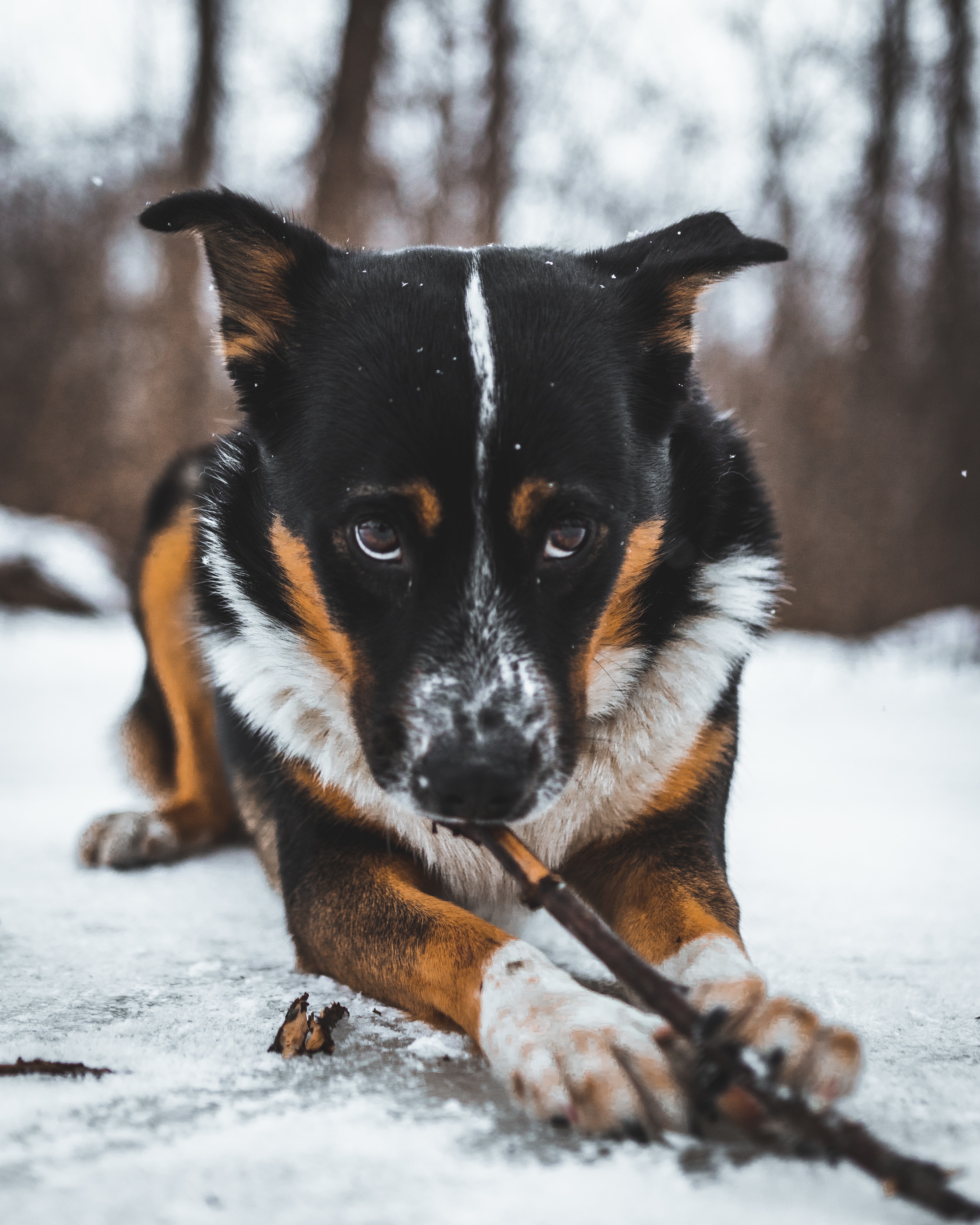 Handy-Wallpaper Tiere, Schnee, Hund, Haustier, Sicht, Meinung kostenlos herunterladen.