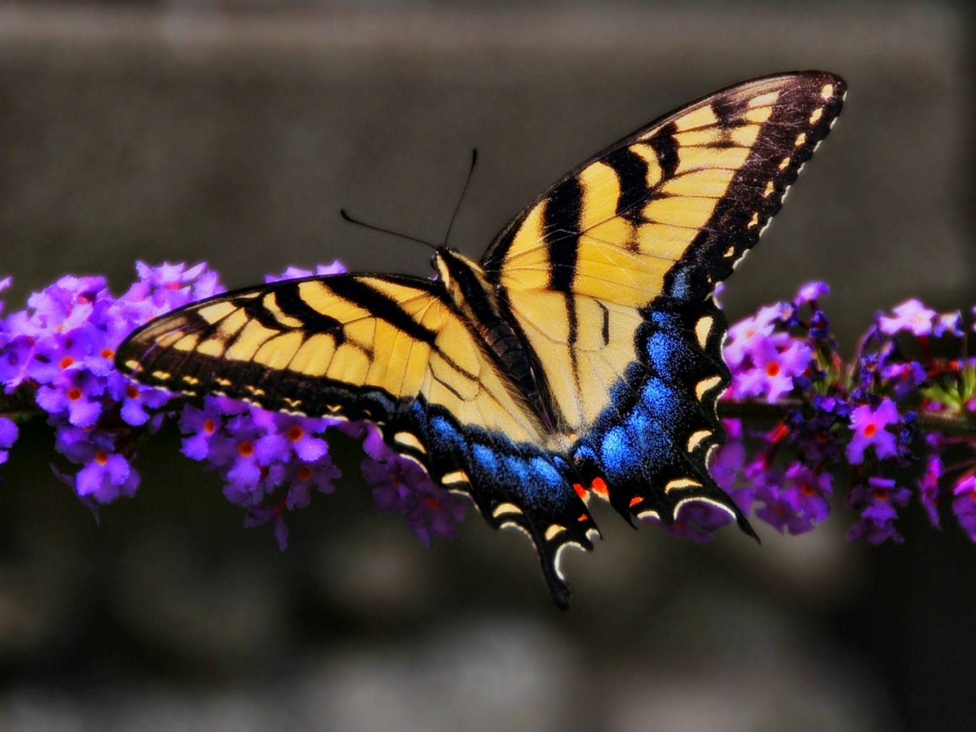 48502 Hintergrundbilder und Schmetterlinge Bilder auf dem Desktop. Laden Sie insekten Bildschirmschoner kostenlos auf den PC herunter