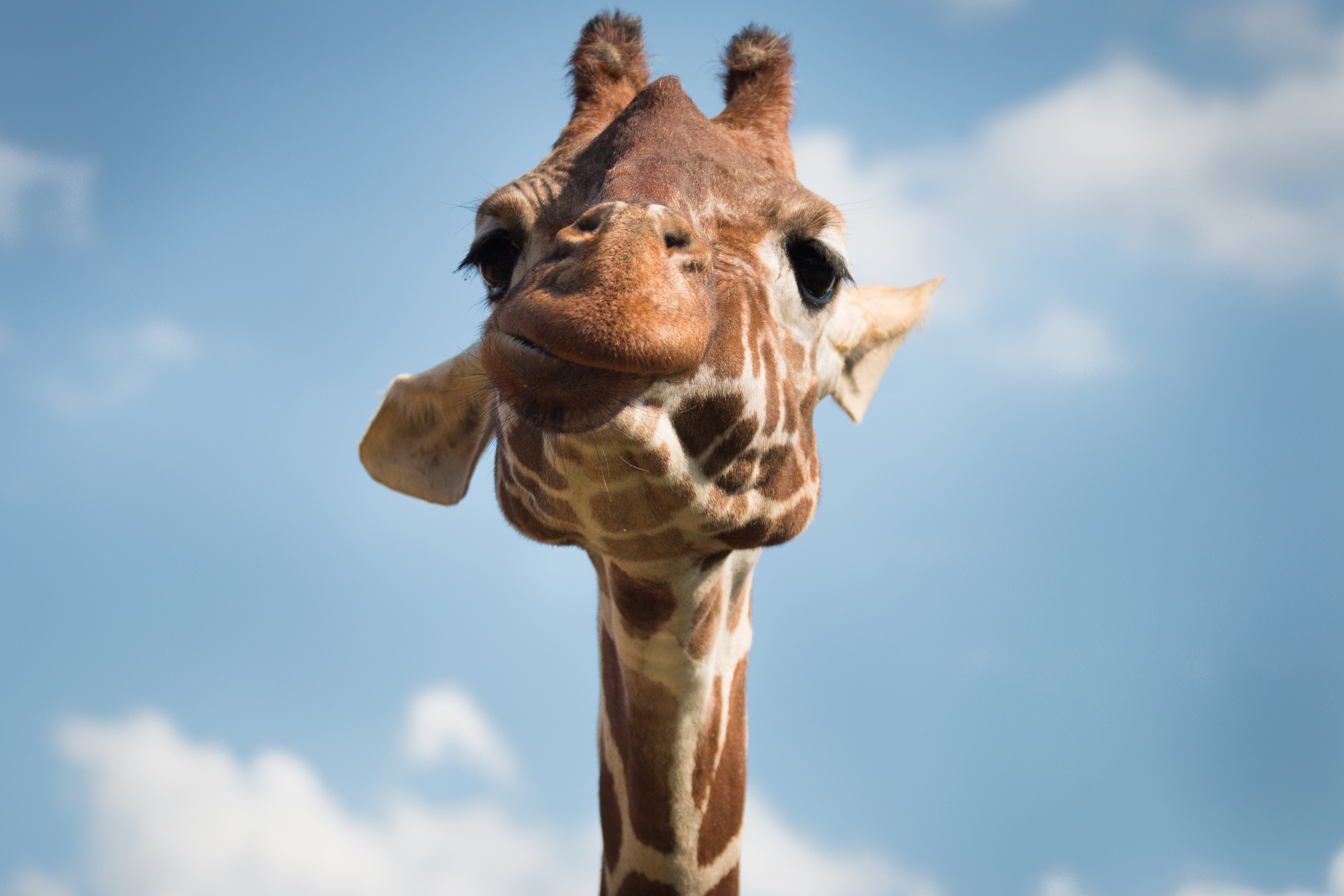 51929 Bild herunterladen tiere, schnauze, cool, lustig, komisch, giraffe - Hintergrundbilder und Bildschirmschoner kostenlos