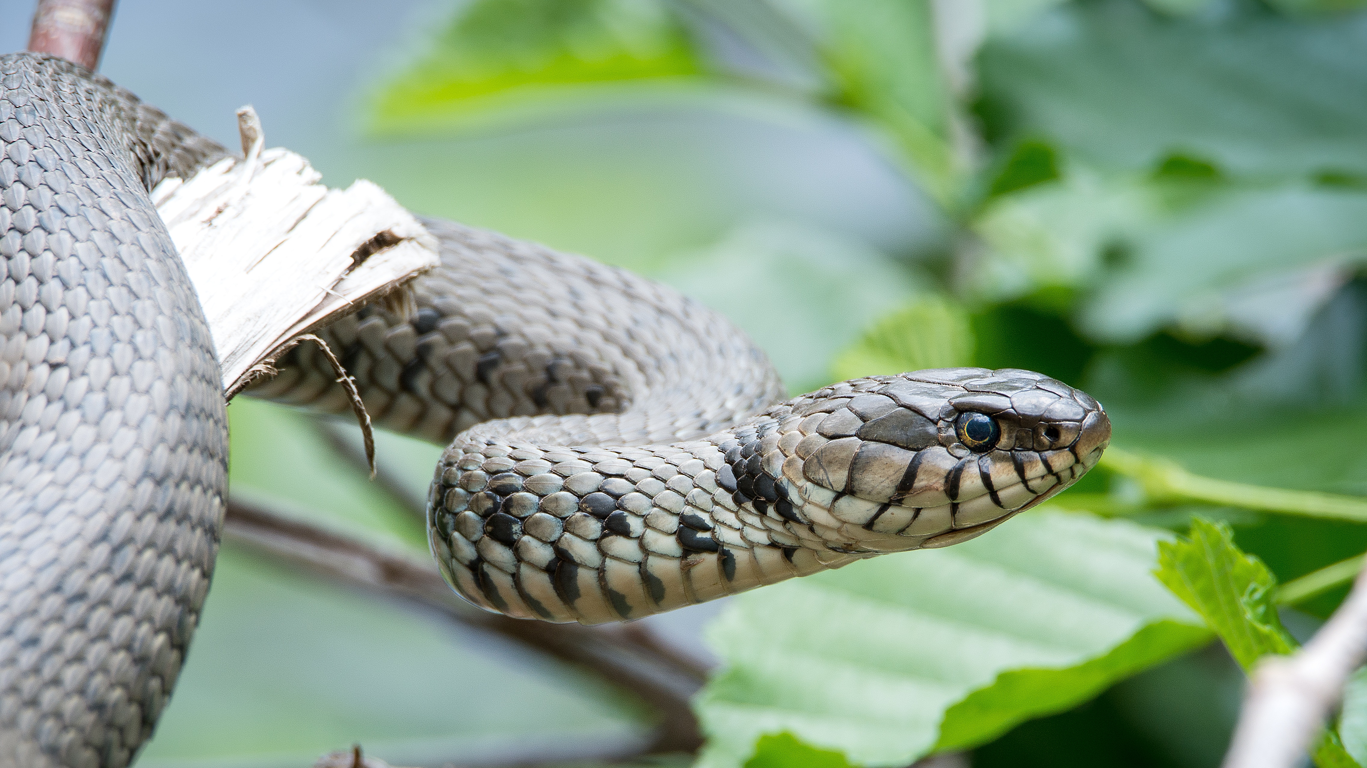 eyes, head, animals, reptile, snake High Definition image