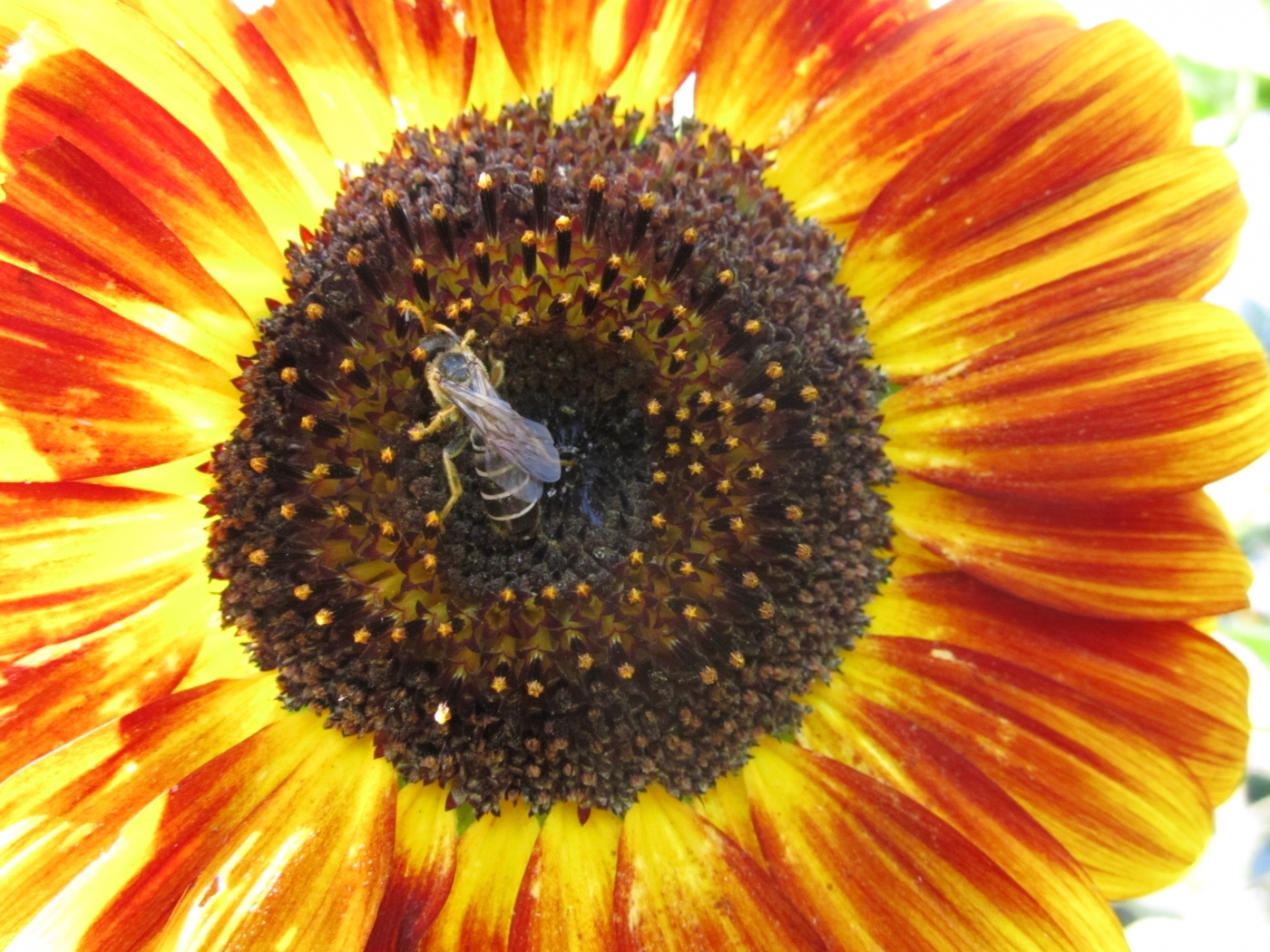 26647 Bild herunterladen pflanzen, blumen, insekten, bienen - Hintergrundbilder und Bildschirmschoner kostenlos