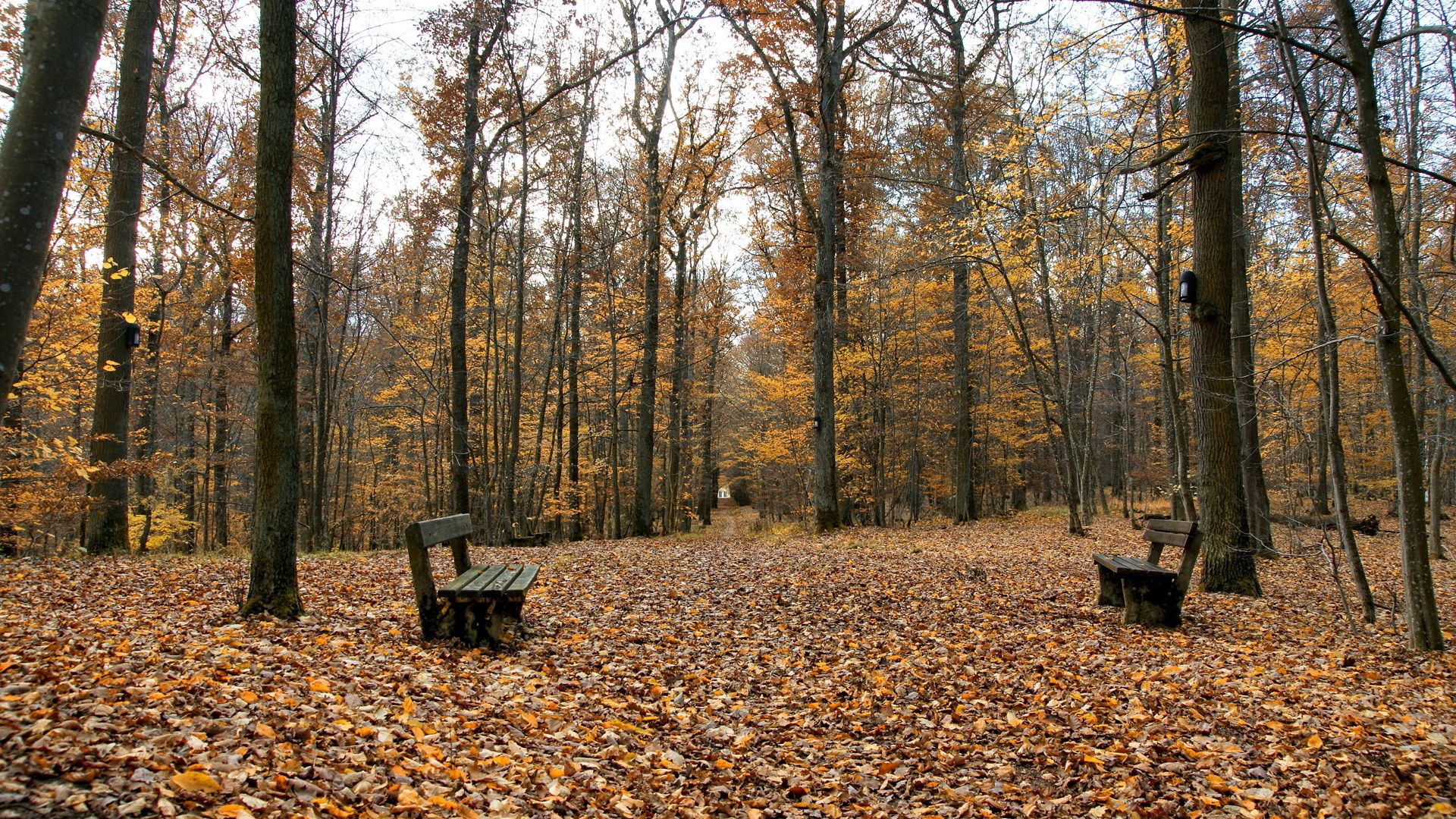 nature, autumn, leaves, park, benches, emptiness, void, on the contrary Full HD