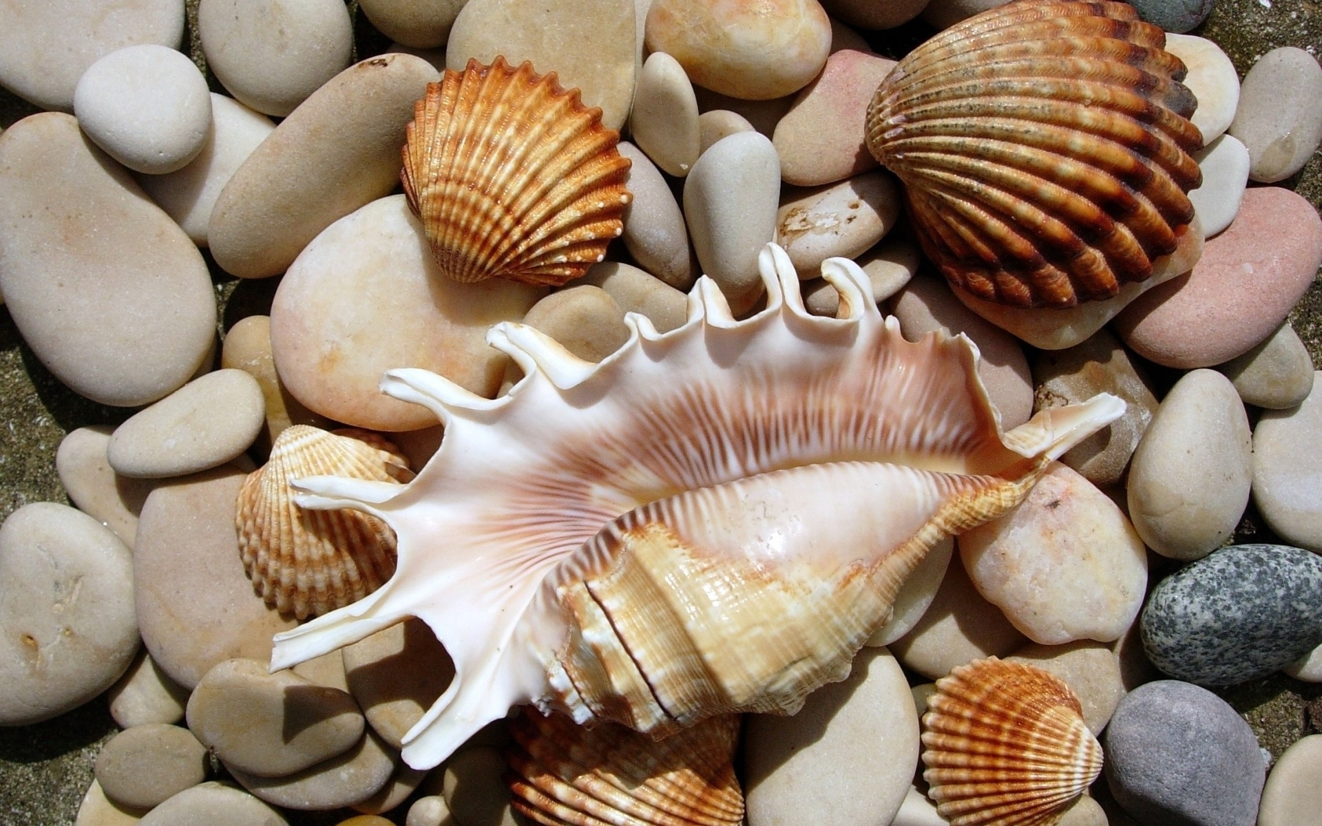 shells, background, orange