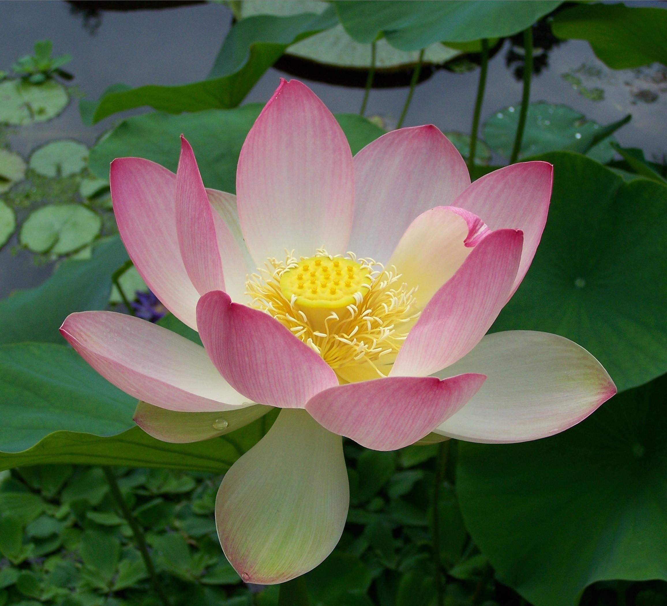 close-up, flowers, water, leaves Lotus HD Android Wallpapers