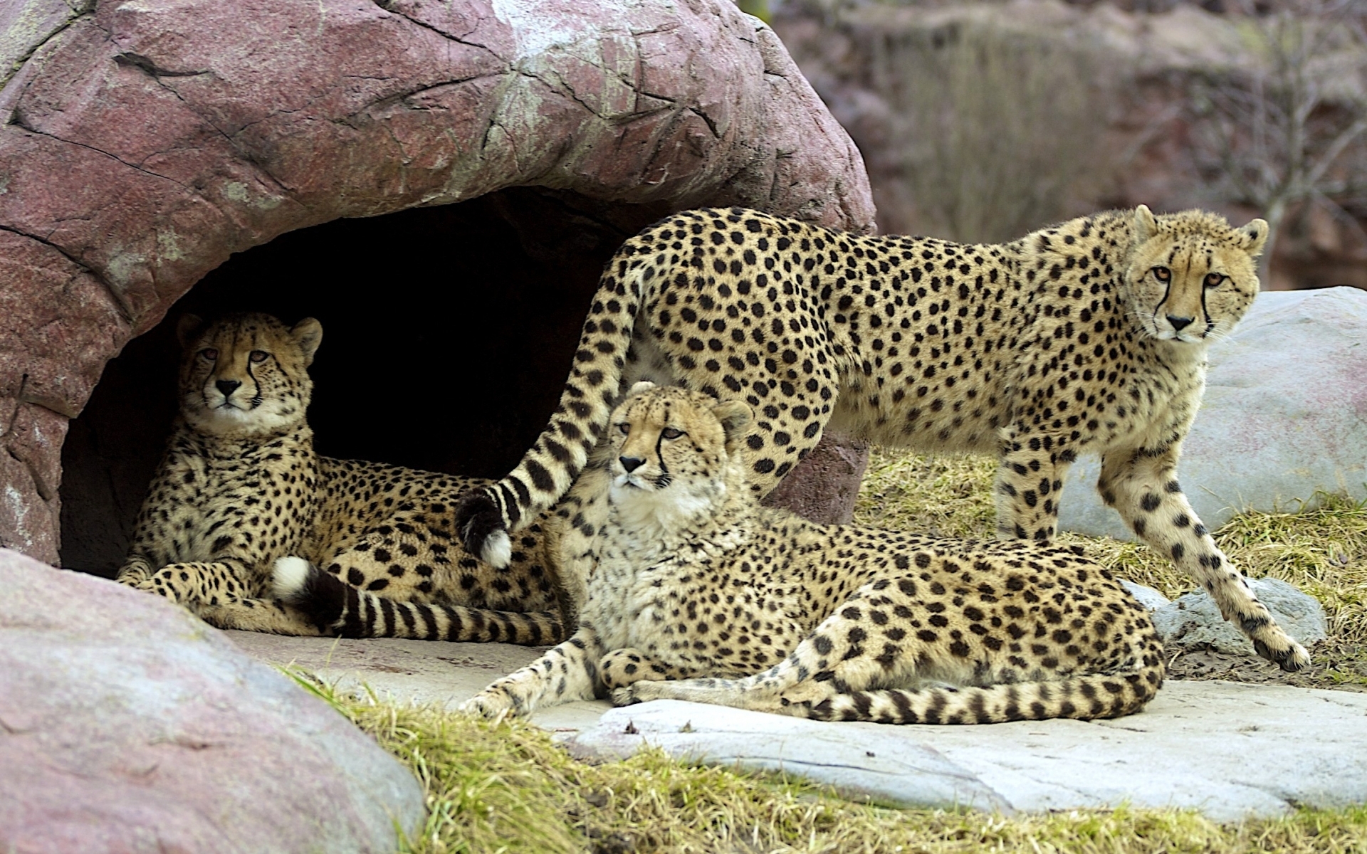 24611 Hintergrundbild herunterladen tiere, geparden, gelb - Bildschirmschoner und Bilder kostenlos