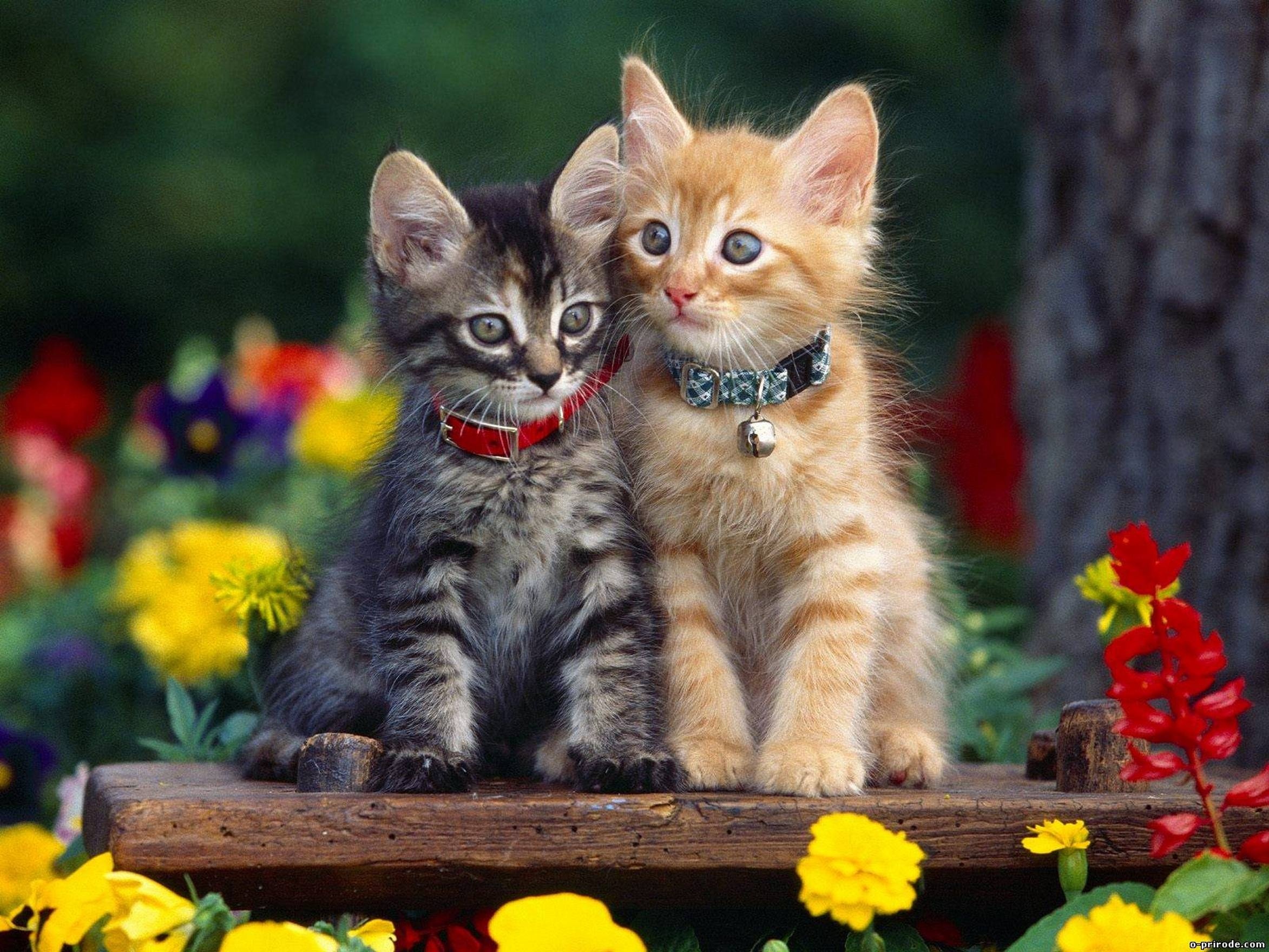 293650 免費下載壁紙 动物, 猫, 可爱, 小猫 屏保和圖片