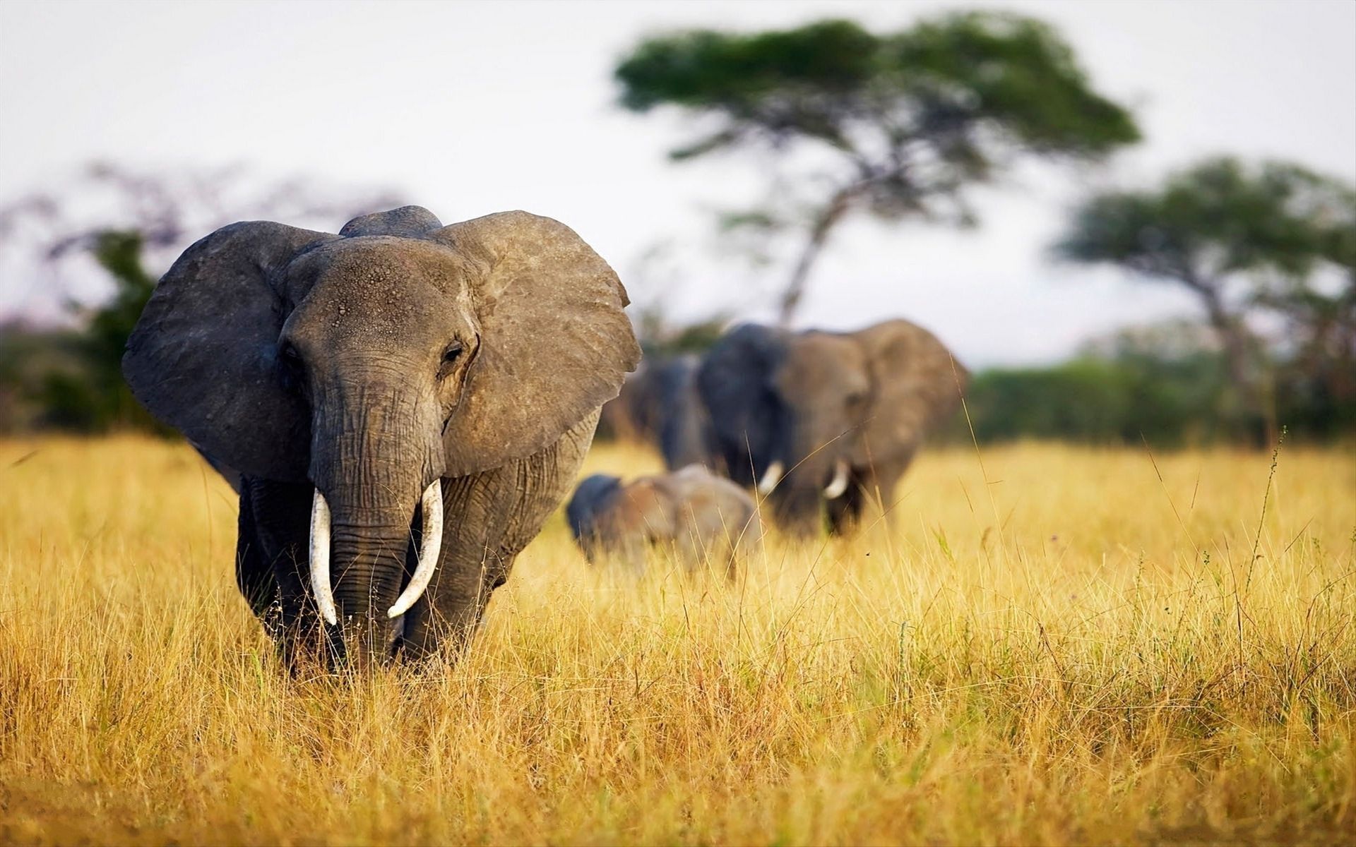 115724 Hintergrundbilder und Elephants Bilder auf dem Desktop. Laden Sie afrika, spaziergang, feld, tiere Bildschirmschoner kostenlos auf den PC herunter