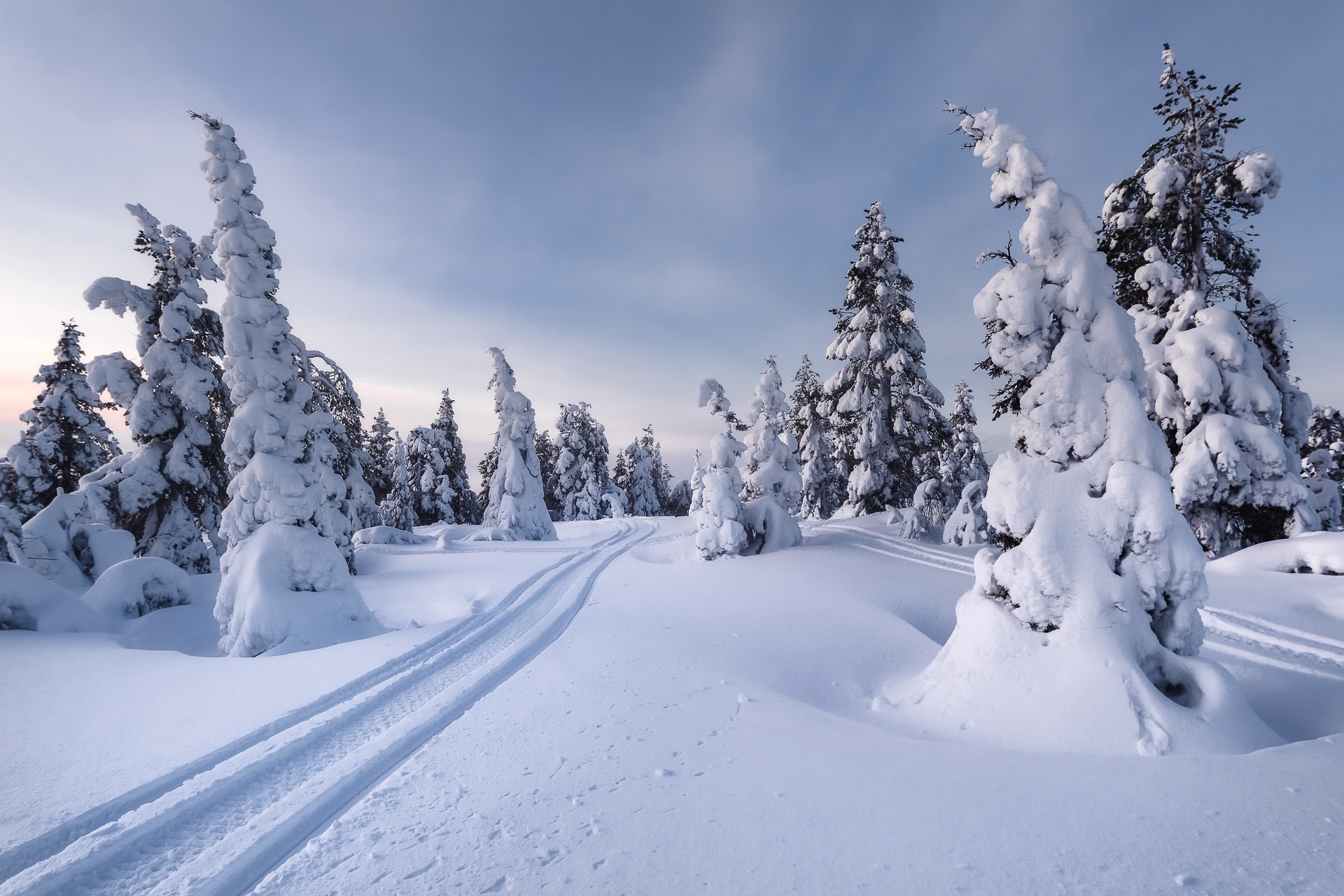 32k Linux fir tree, snow, nature, earth
