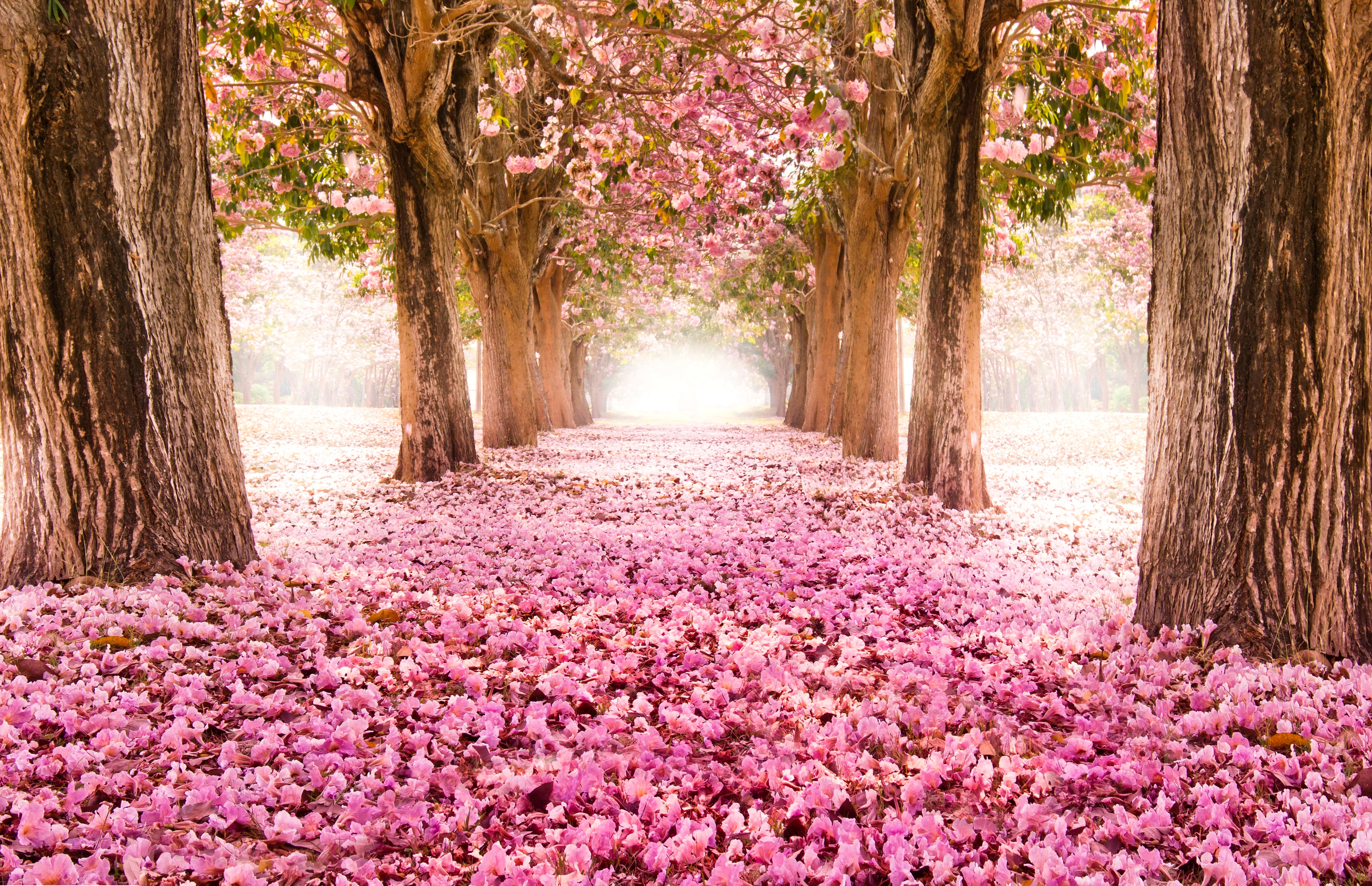 1522395 免費下載壁紙 自然, 春季, 花簇, 公园, 粉红色的花, 樱花, 树 屏保和圖片