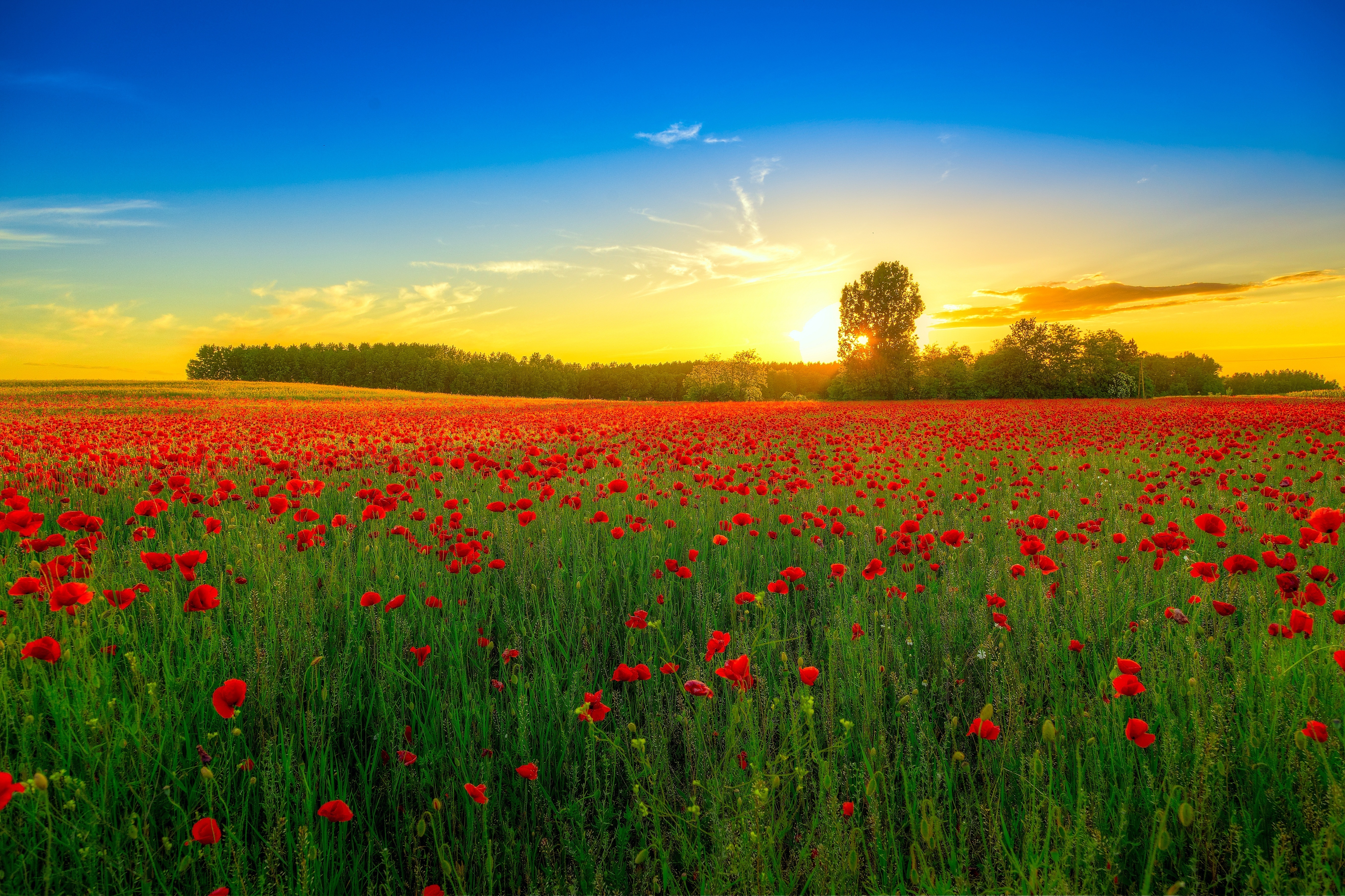 nature, poppies, flowering, sunset, clouds, bloom, field