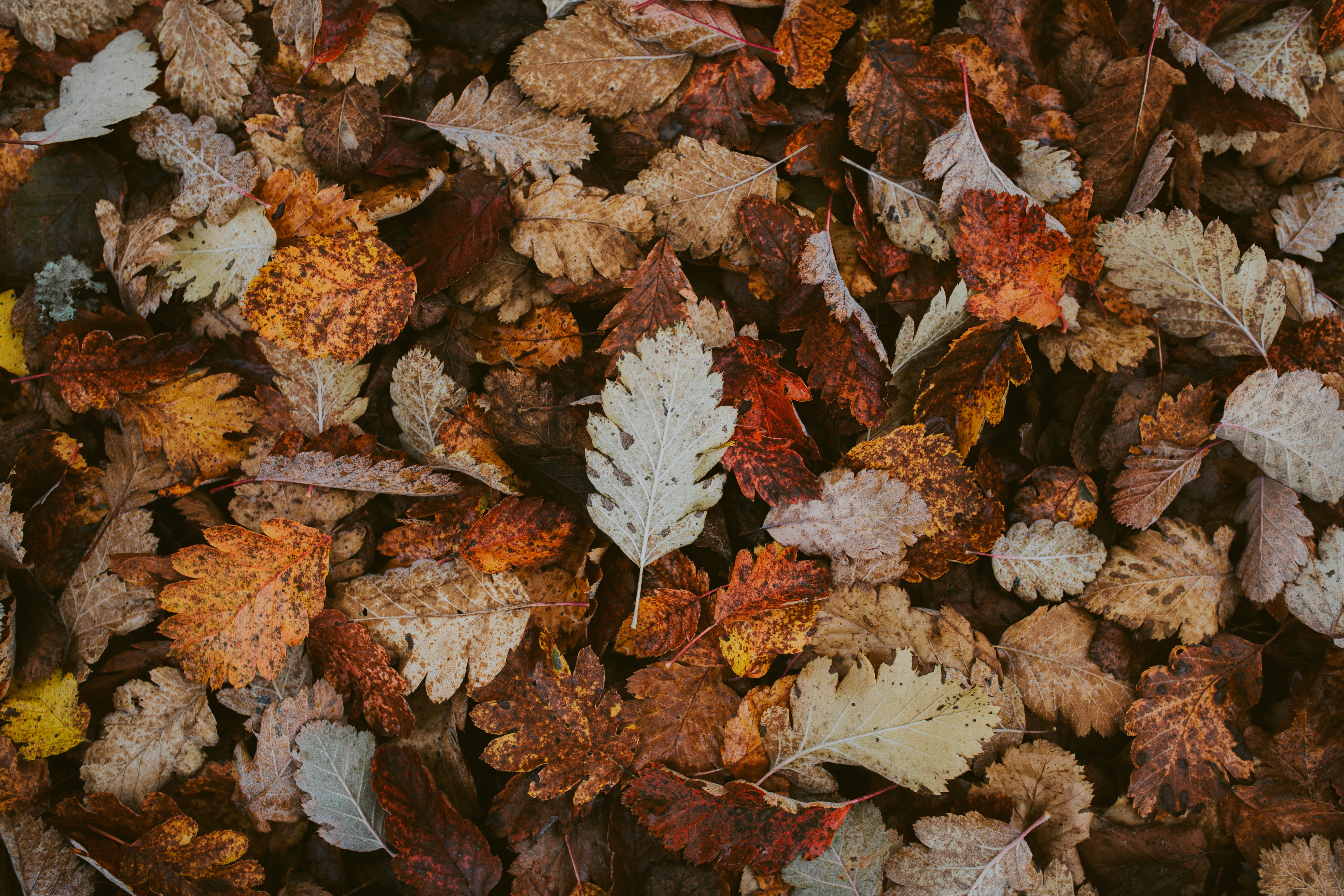 92233 Screensavers and Wallpapers Fallen for phone. Download nature, autumn, leaves, foliage, dry, fallen pictures for free