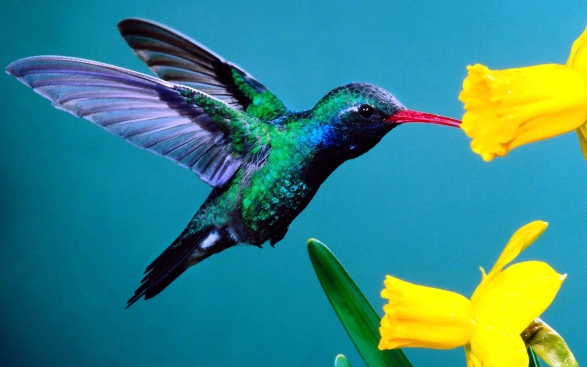 Handy-Wallpaper Tiere, Blumen, Hintergrund, Kolibris kostenlos herunterladen.
