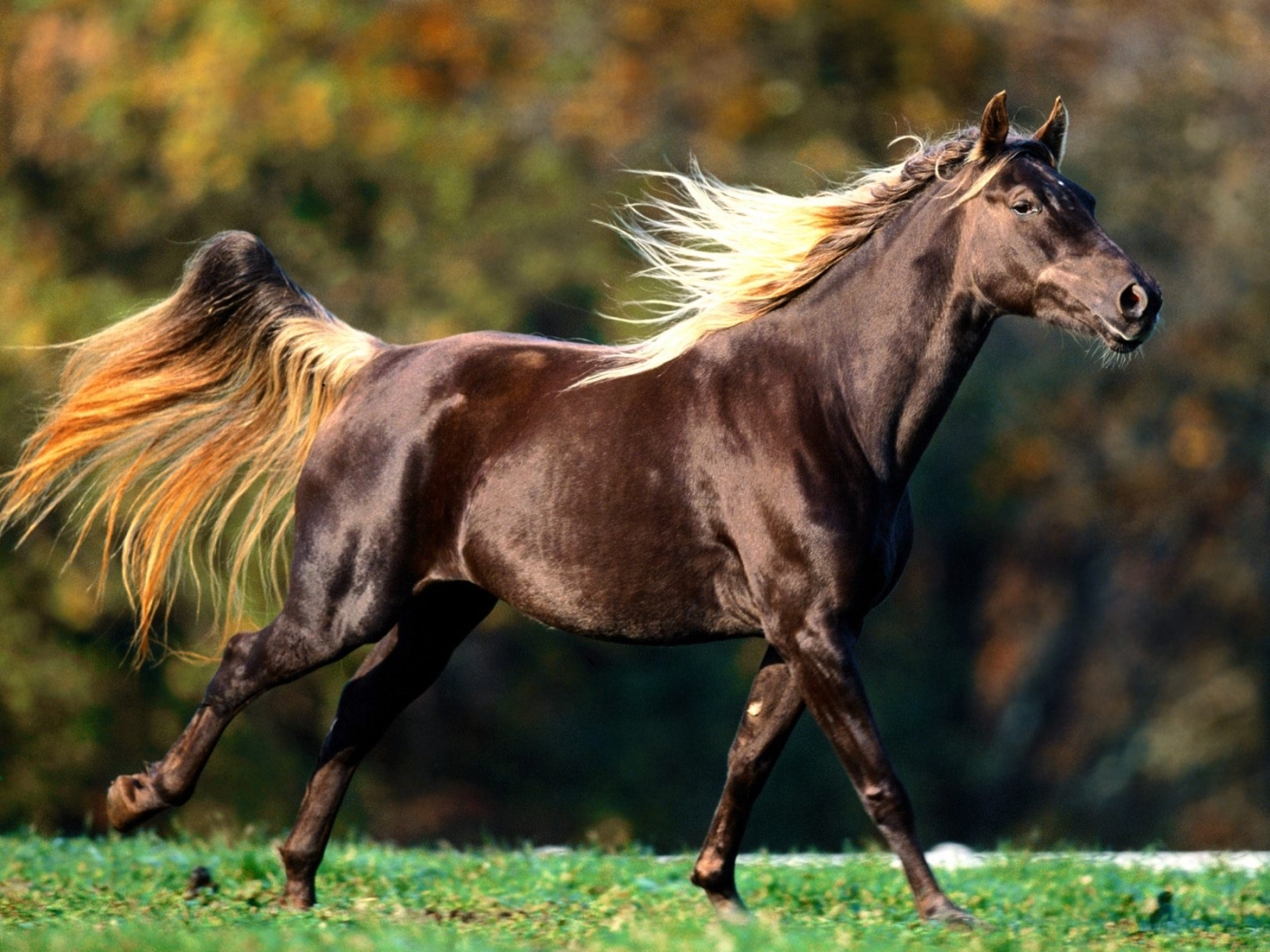 24559 Bild herunterladen pferde, tiere - Hintergrundbilder und Bildschirmschoner kostenlos