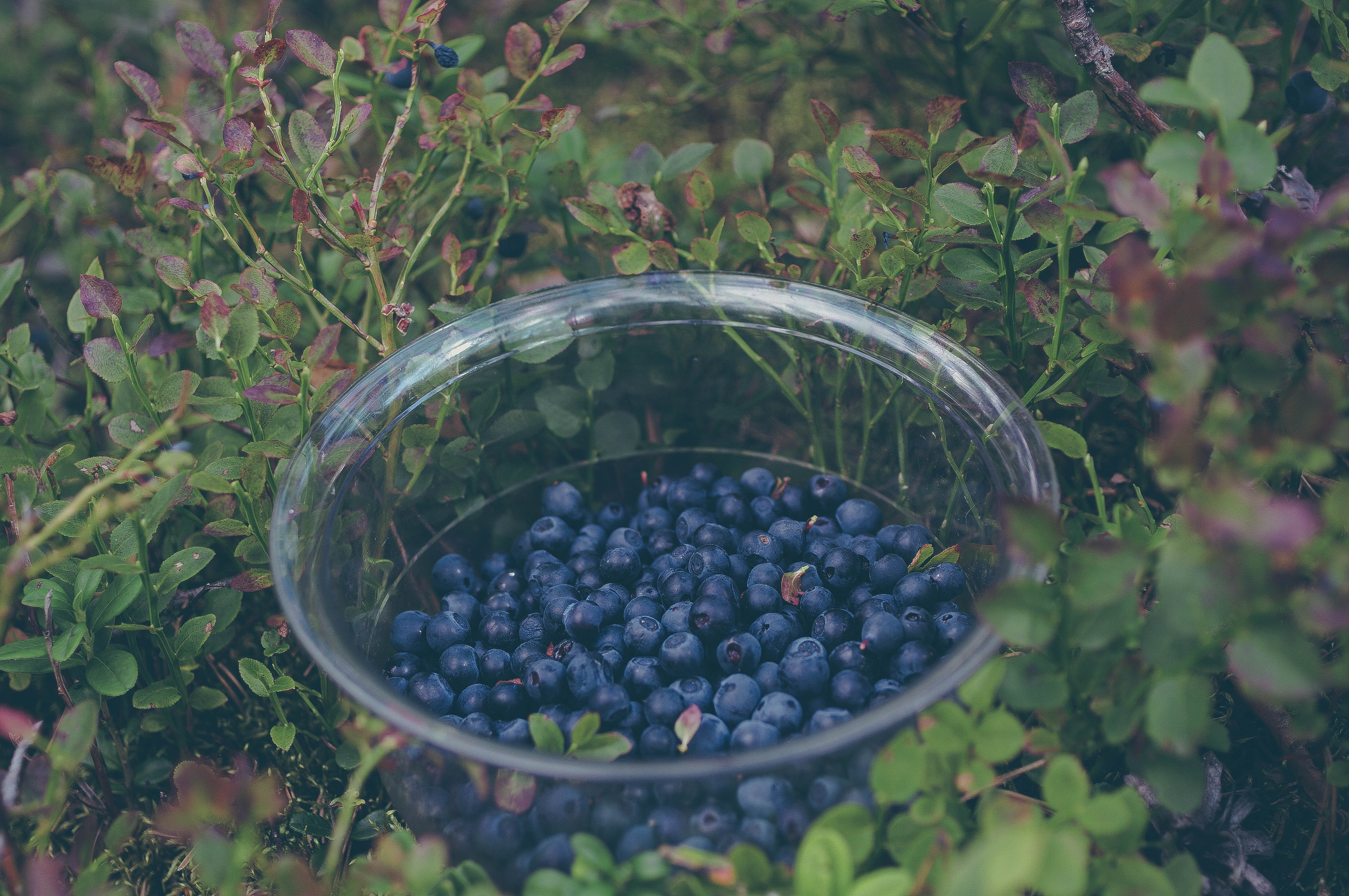 115193 Hintergrundbild herunterladen lebensmittel, blaubeeren, berries, teller, sammlung, sammeln - Bildschirmschoner und Bilder kostenlos