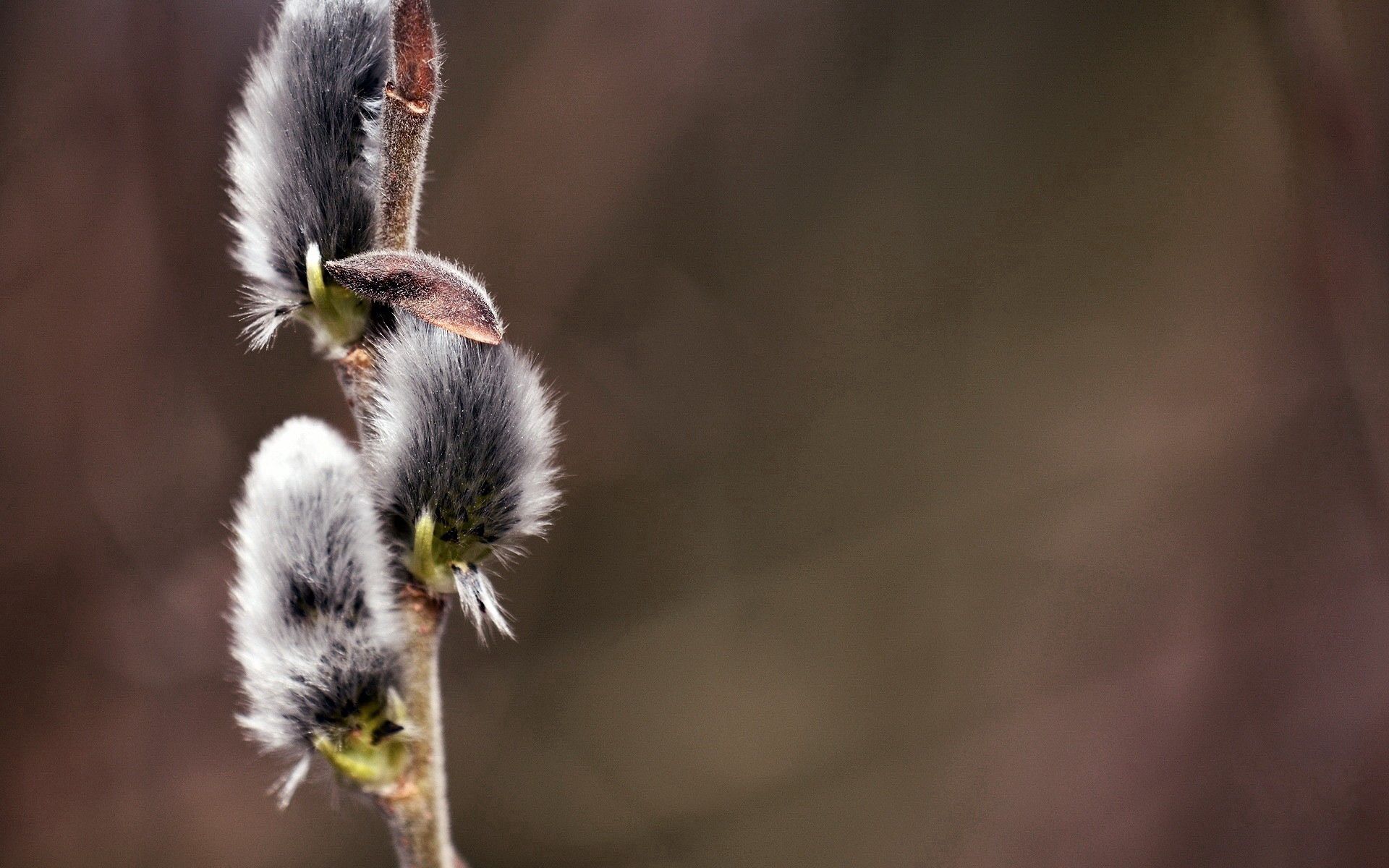 macro, pussy willow, verba, branch download for free