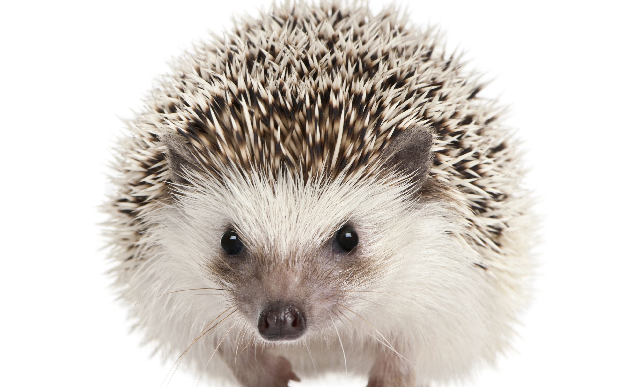 Free Images mammals, animals, hedgehog, muzzle Eyes