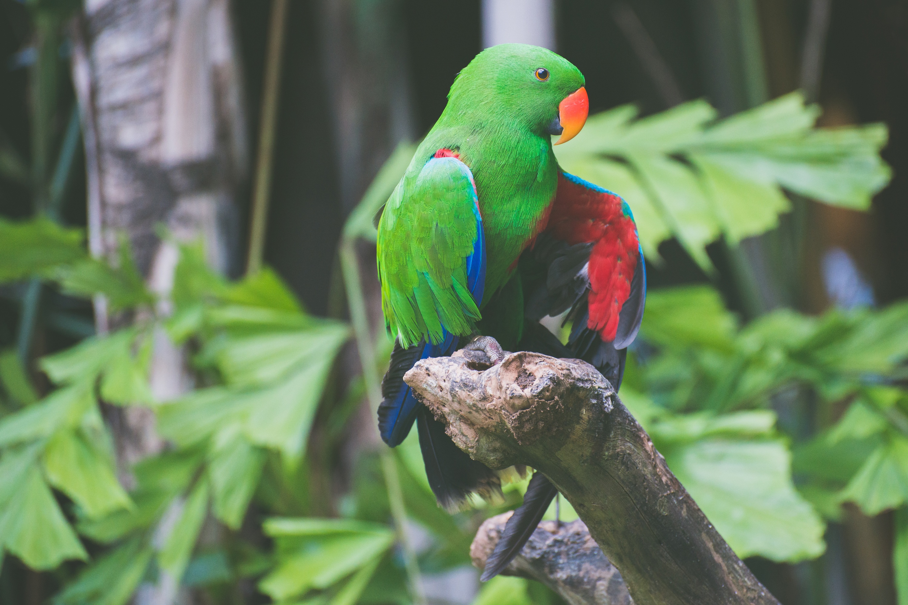 115512 Screensavers and Wallpapers Is Sitting for phone. Download animals, parrots, bird, branch, is sitting, sits pictures for free