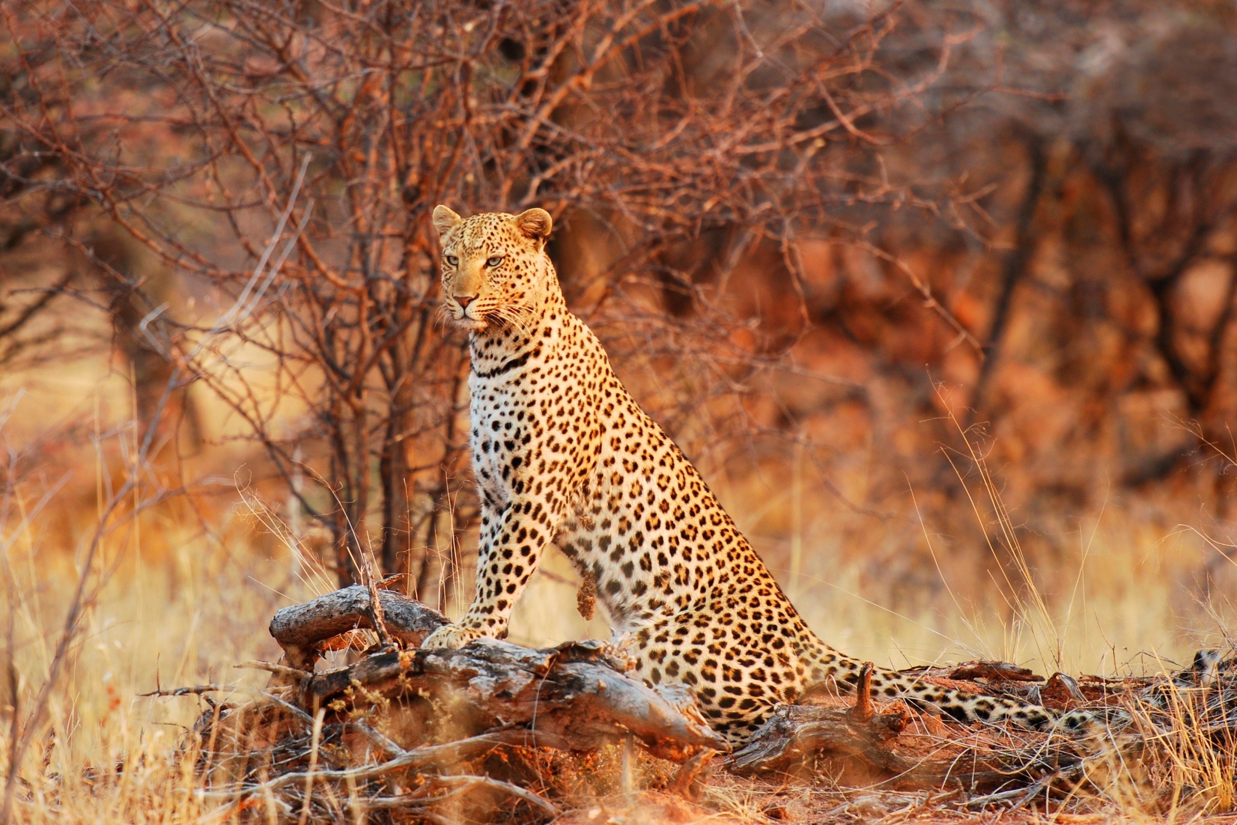 55219 Hintergrundbild herunterladen tiere, natur, leopard, raubtier, predator, wilde katze, wildkatze, anmut, gnade - Bildschirmschoner und Bilder kostenlos