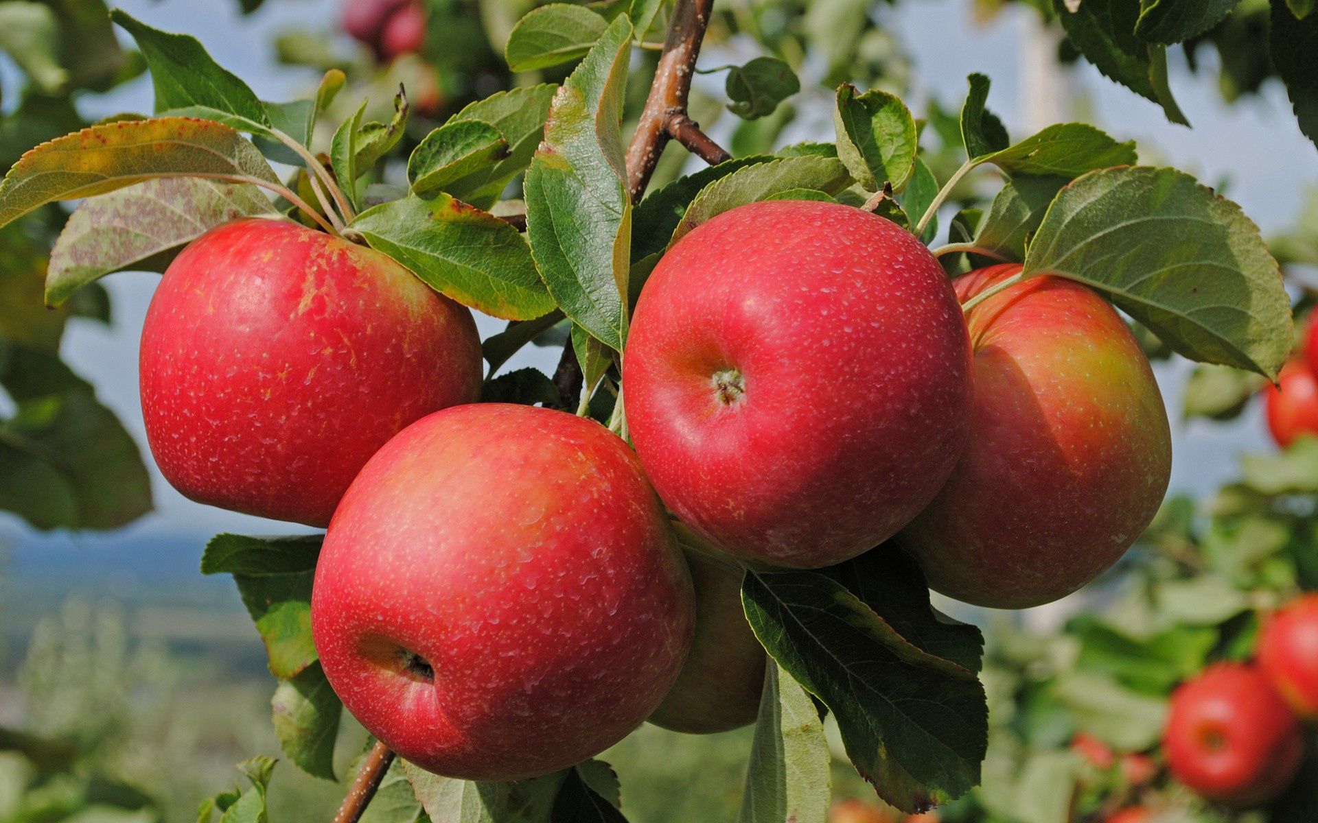 apples, food, branch, ripe