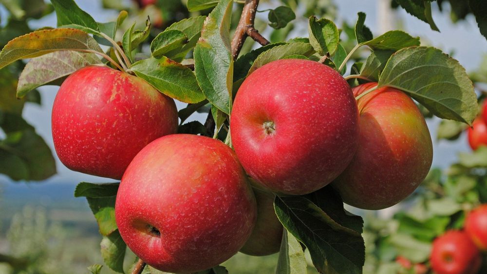Сметанное яблоко фрукт фото