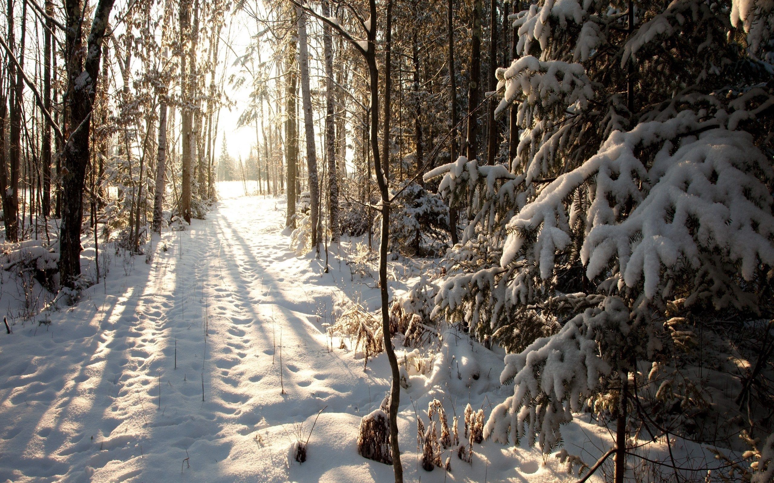 Handy-Wallpaper Schnee, Wald, Winter, Natur kostenlos herunterladen.