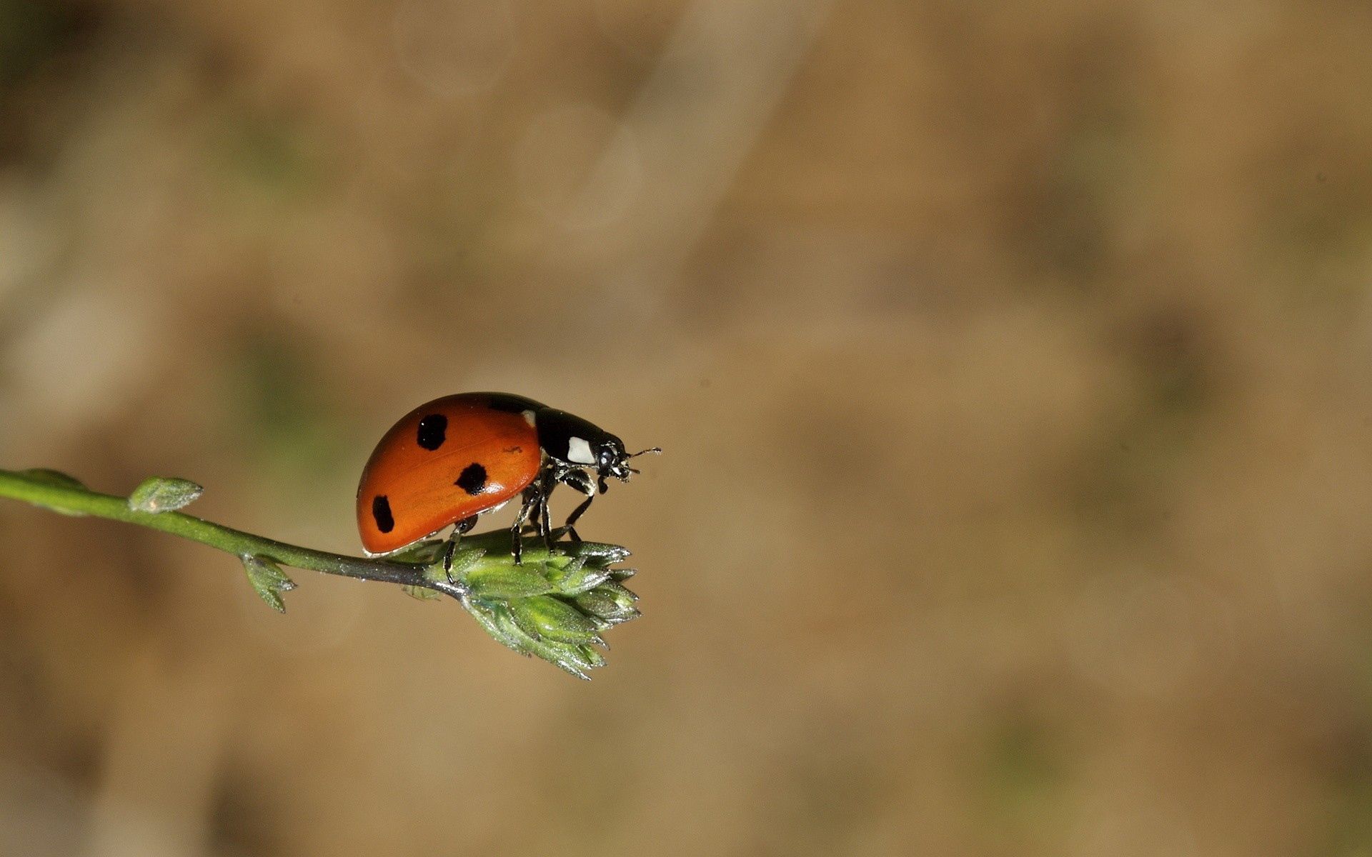 60954 Hintergrundbilder und Ladybird Bilder auf dem Desktop. Laden Sie flug, grass, marienkäfer, makro Bildschirmschoner kostenlos auf den PC herunter