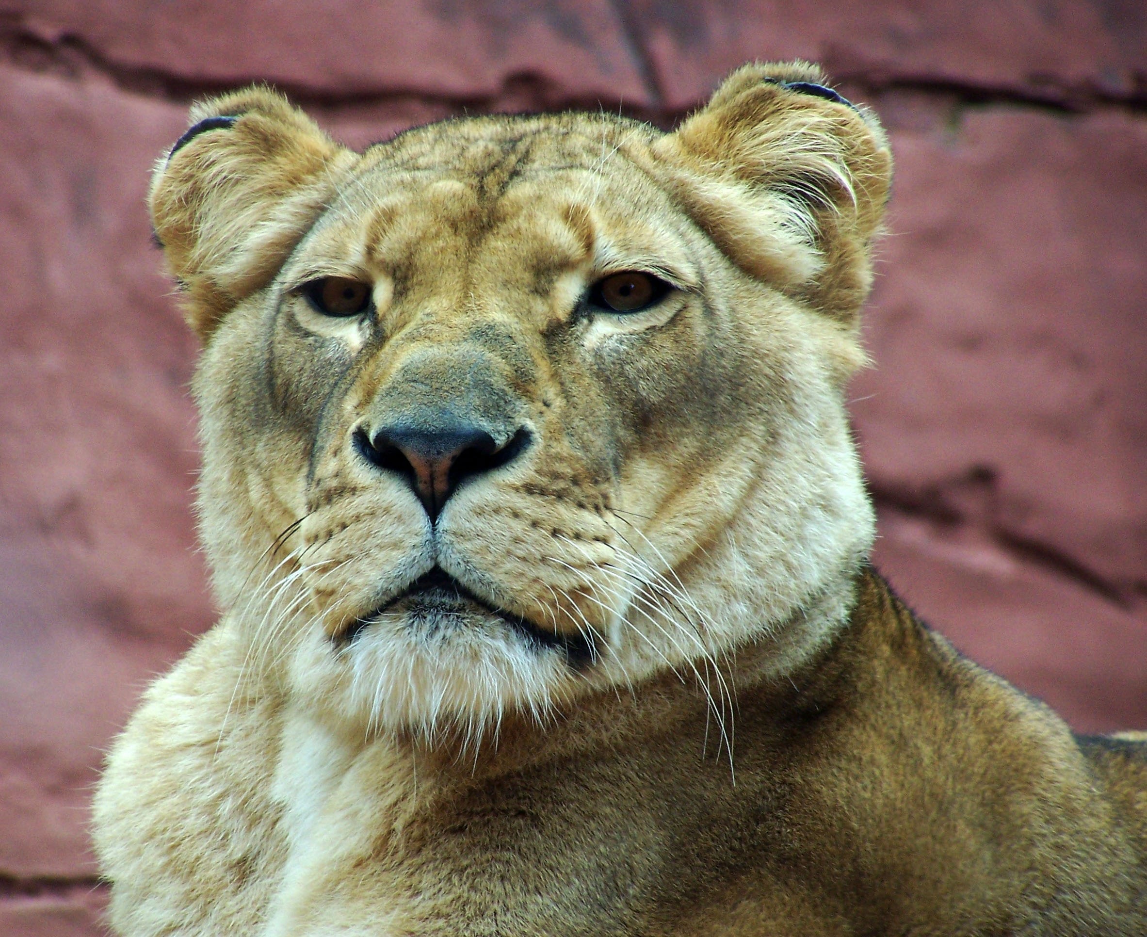 136237 Screensavers and Wallpapers Lioness for phone. Download animals, muzzle, predator, sight, opinion, lioness pictures for free