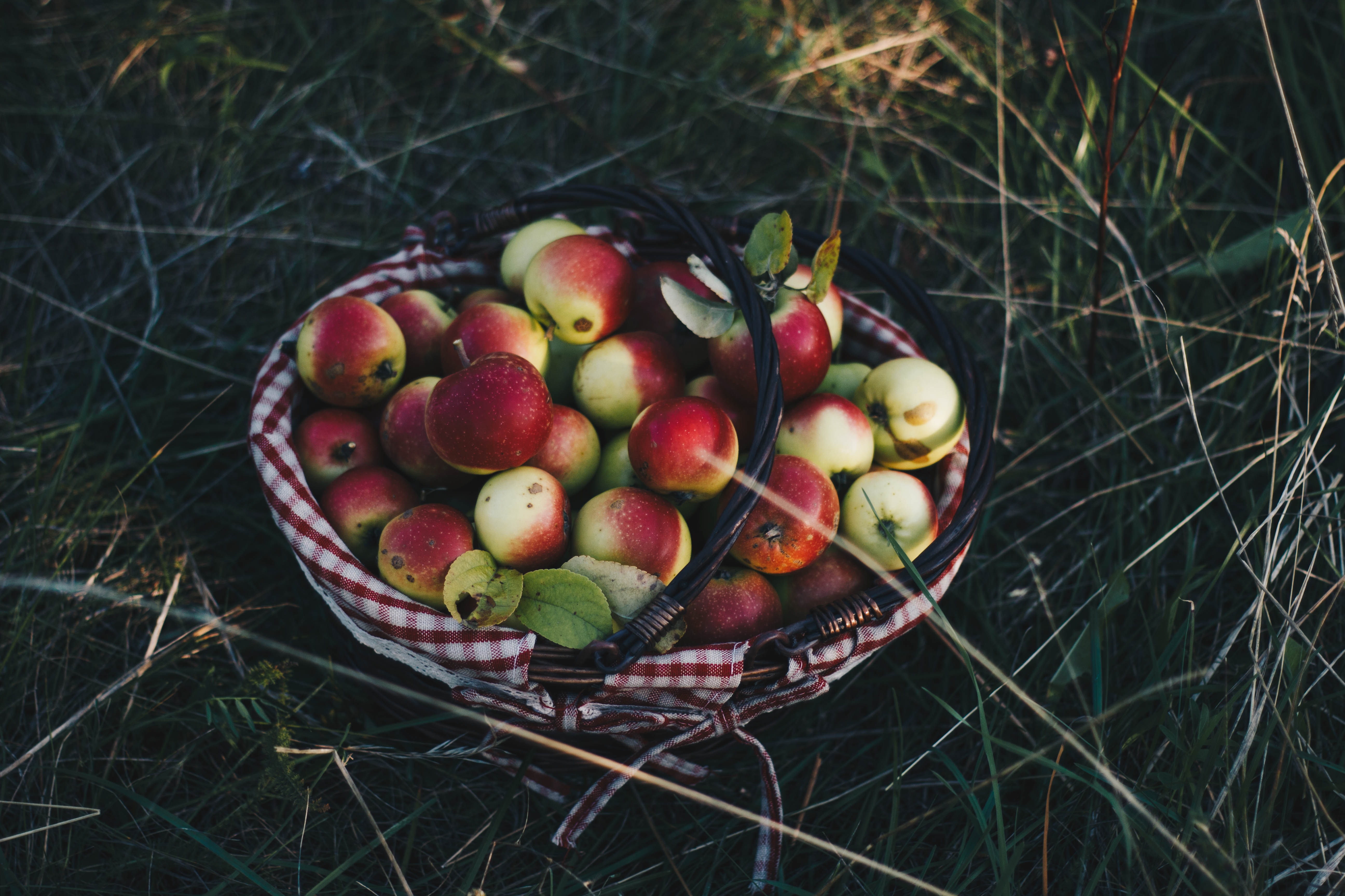 88738 скачать обои яблоки, корзина, еда, трава, урожай - заставки и картинки бесплатно