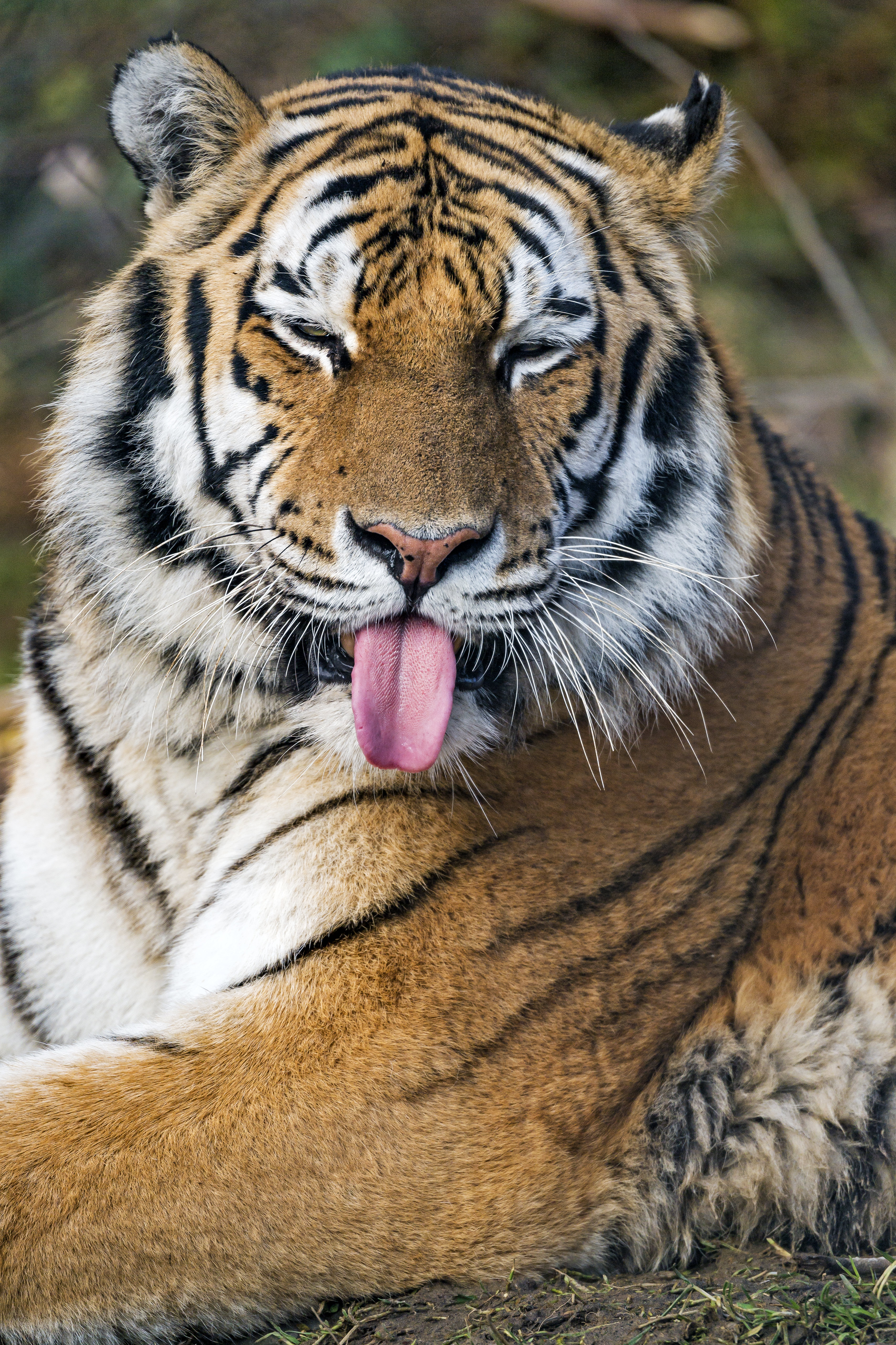 funny, animals, predator, big cat, tiger, protruding tongue, tongue stuck out