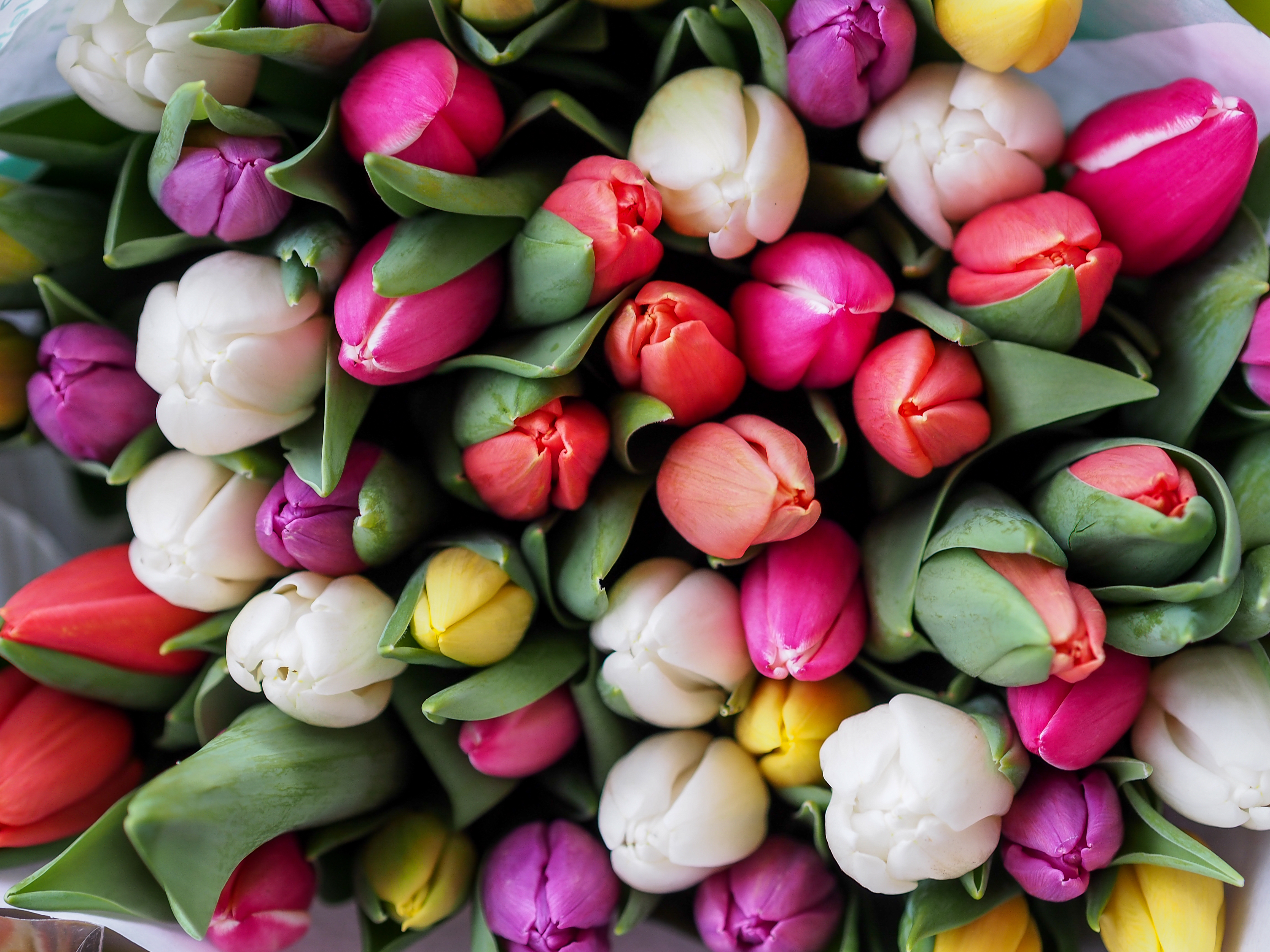 157083 baixar papel de parede flores, tulipas, ramalhete, buquê - protetores de tela e imagens gratuitamente