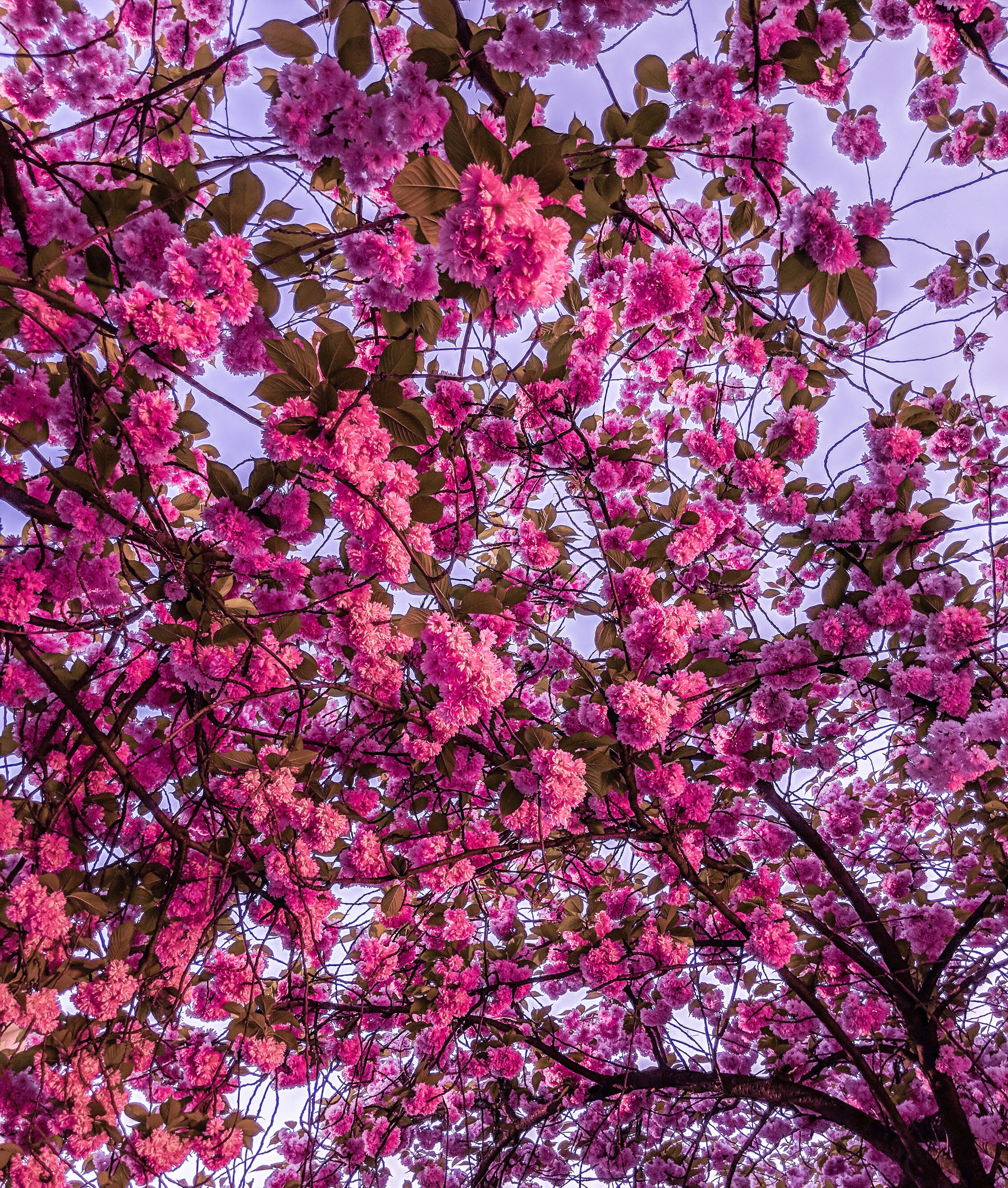 pink, sakura, flowers, branches, bloom, flowering