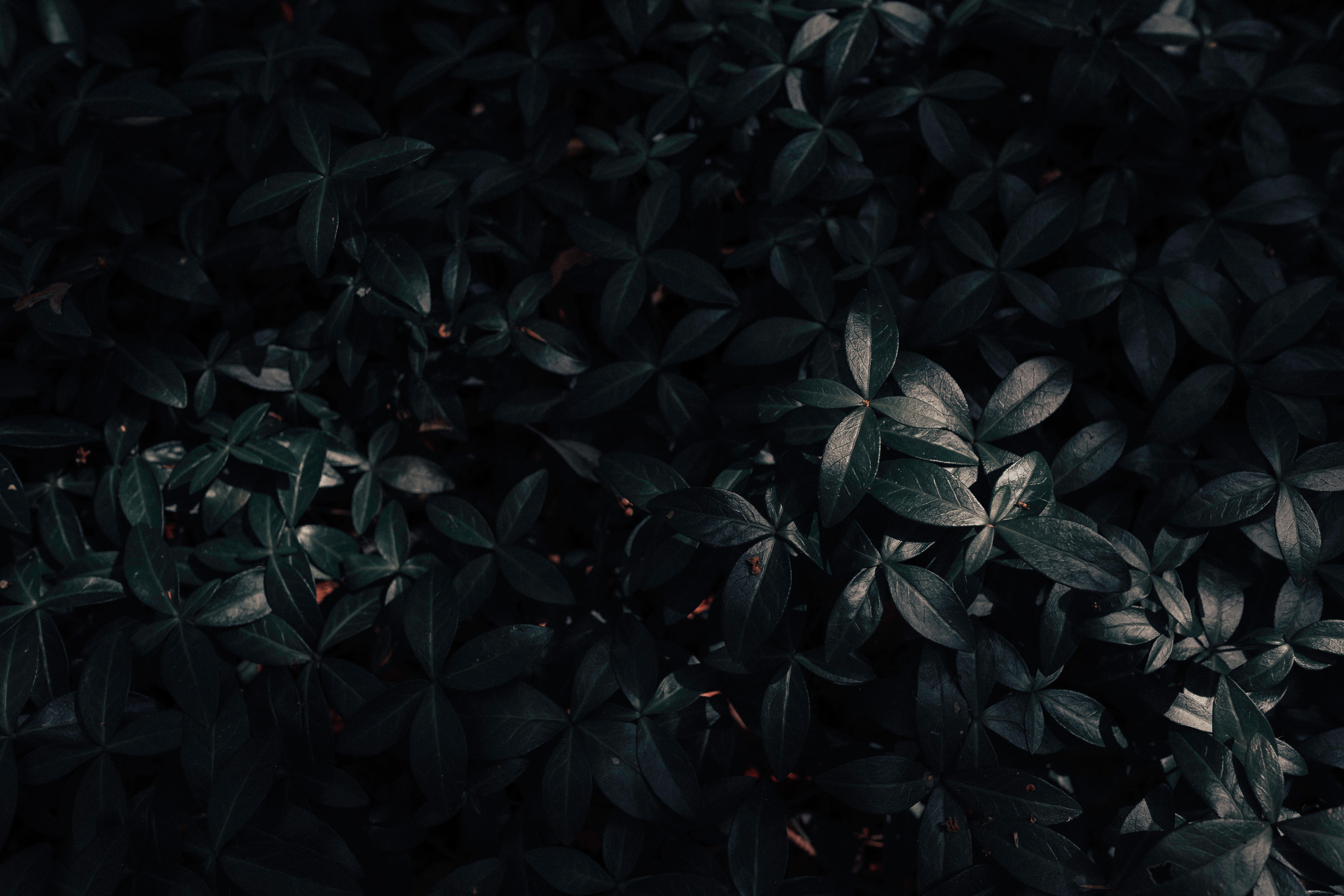 leaves, nature, plant, dark HD wallpaper