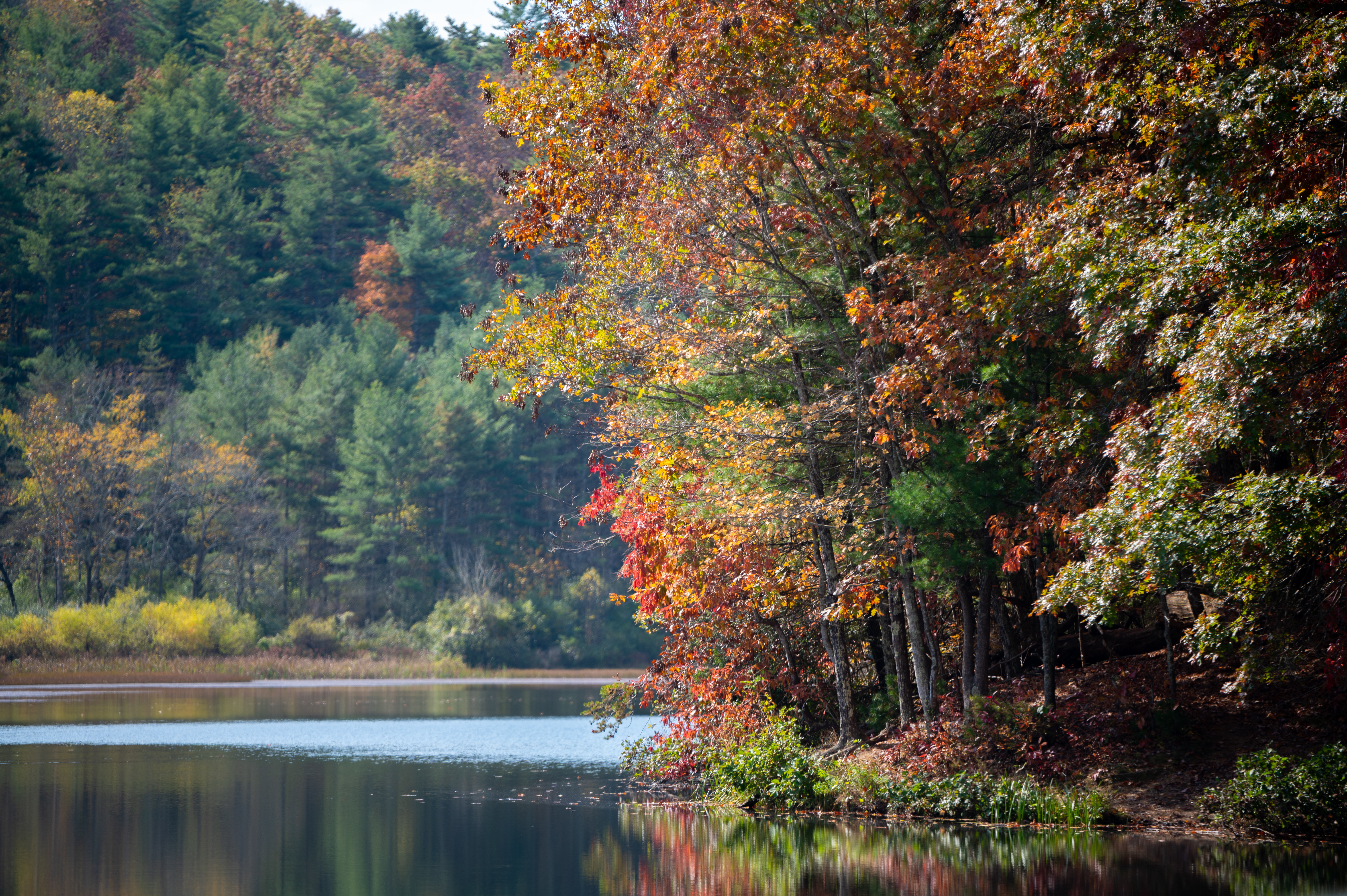 お使いの携帯電話の157850スクリーンセーバーと壁紙川。 秋, 自然, 木, 枝の反射の写真を無料でダウンロード