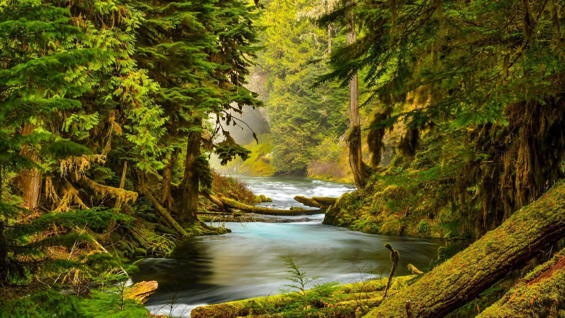earth, forest, log, moss, river, stream, swamp, tree