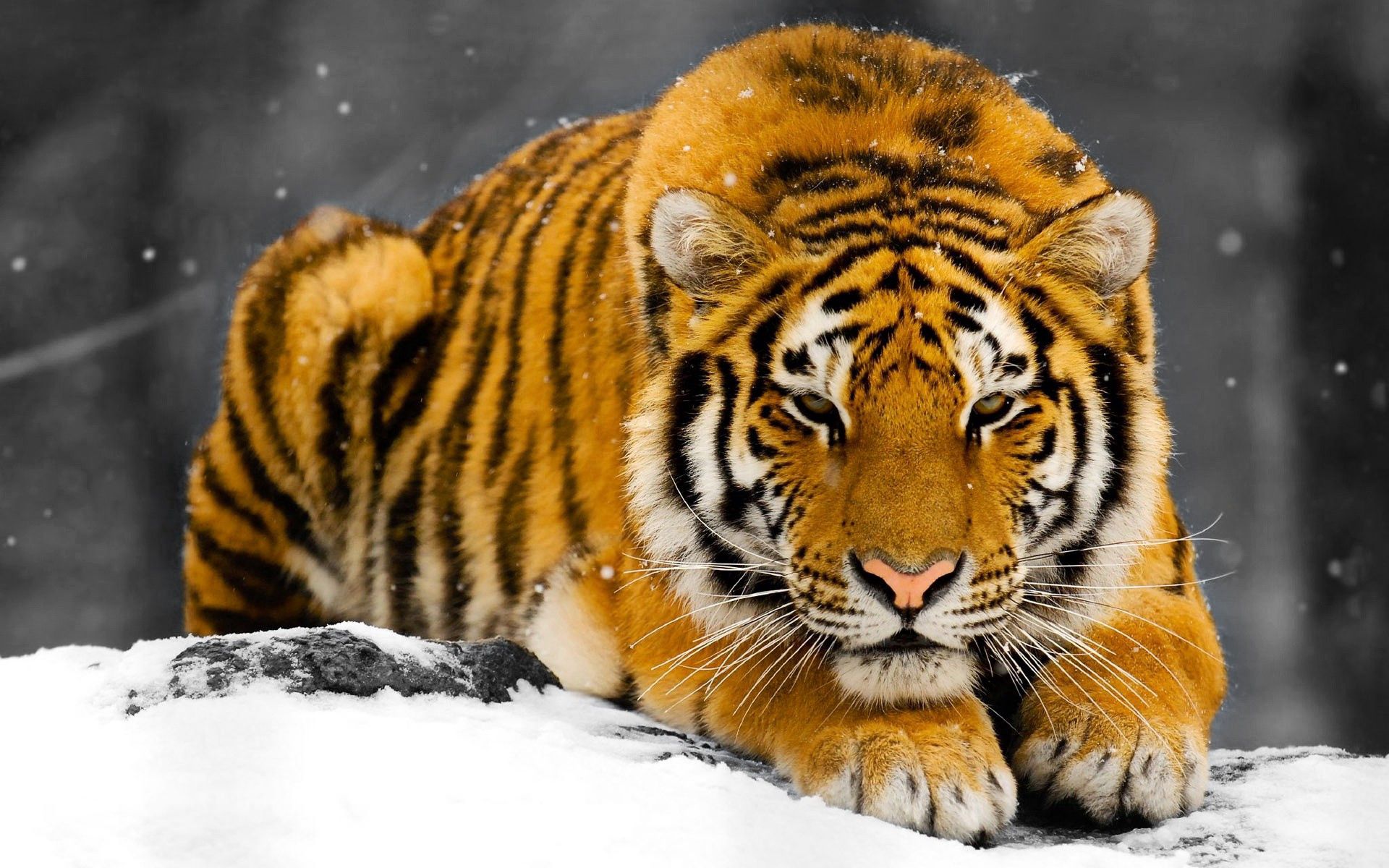 50749 Bild herunterladen tiere, schnee, raubtier, predator, ausblenden, tiger - Hintergrundbilder und Bildschirmschoner kostenlos
