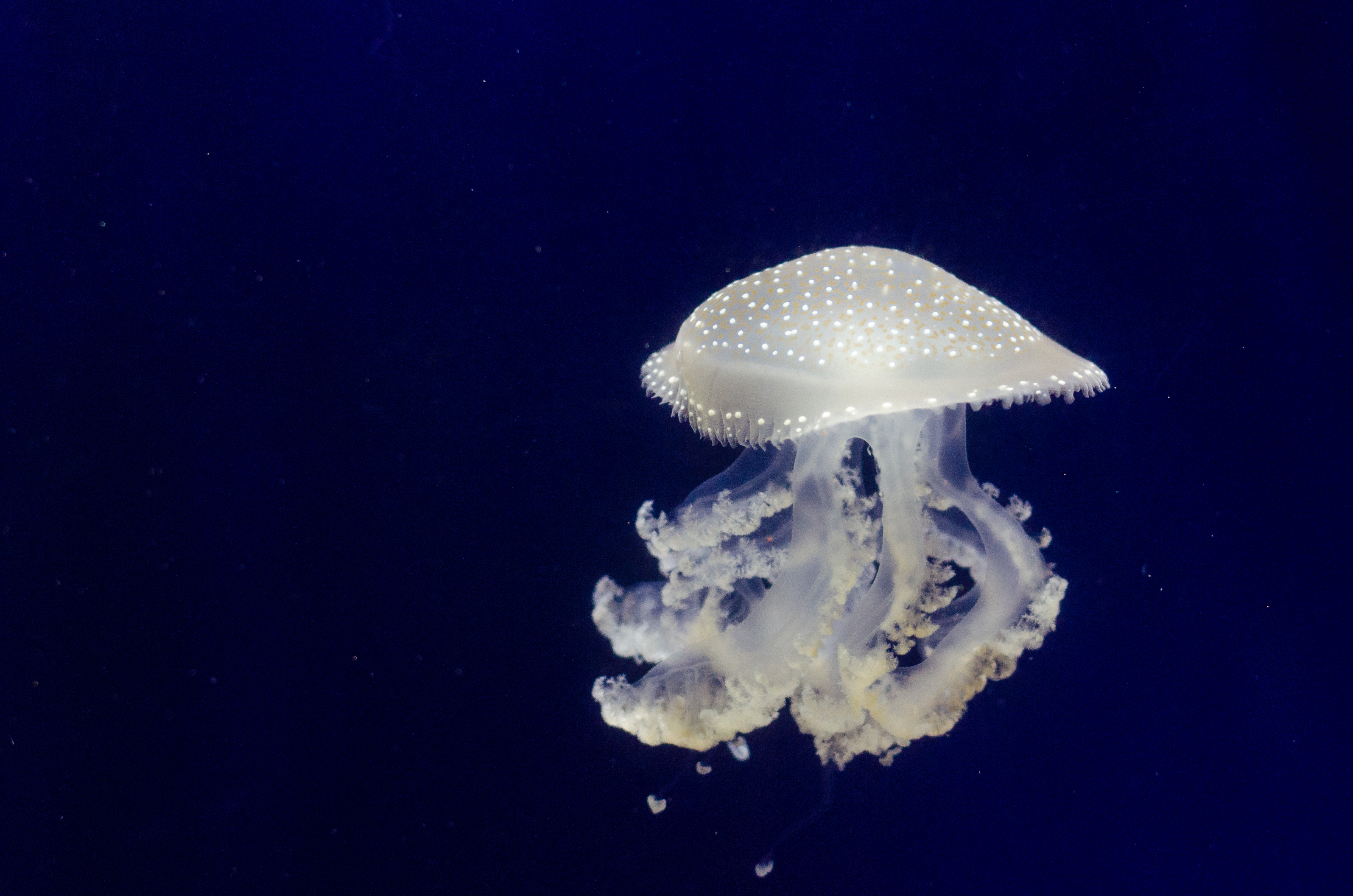 iPhone background nature, jellyfish, underwater world