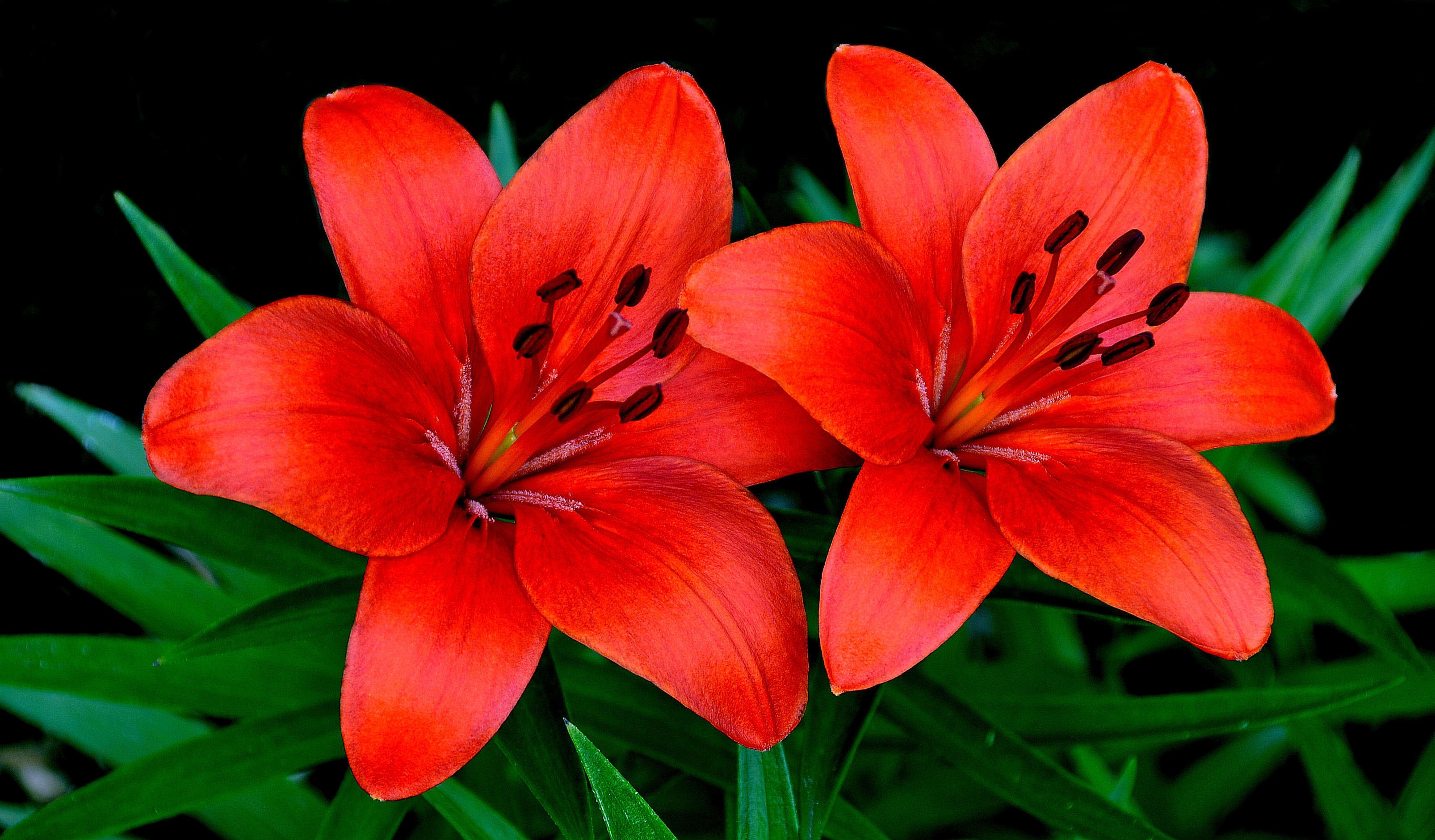 127544 download wallpaper flowers, lilies, petals, couple, pair screensavers and pictures for free